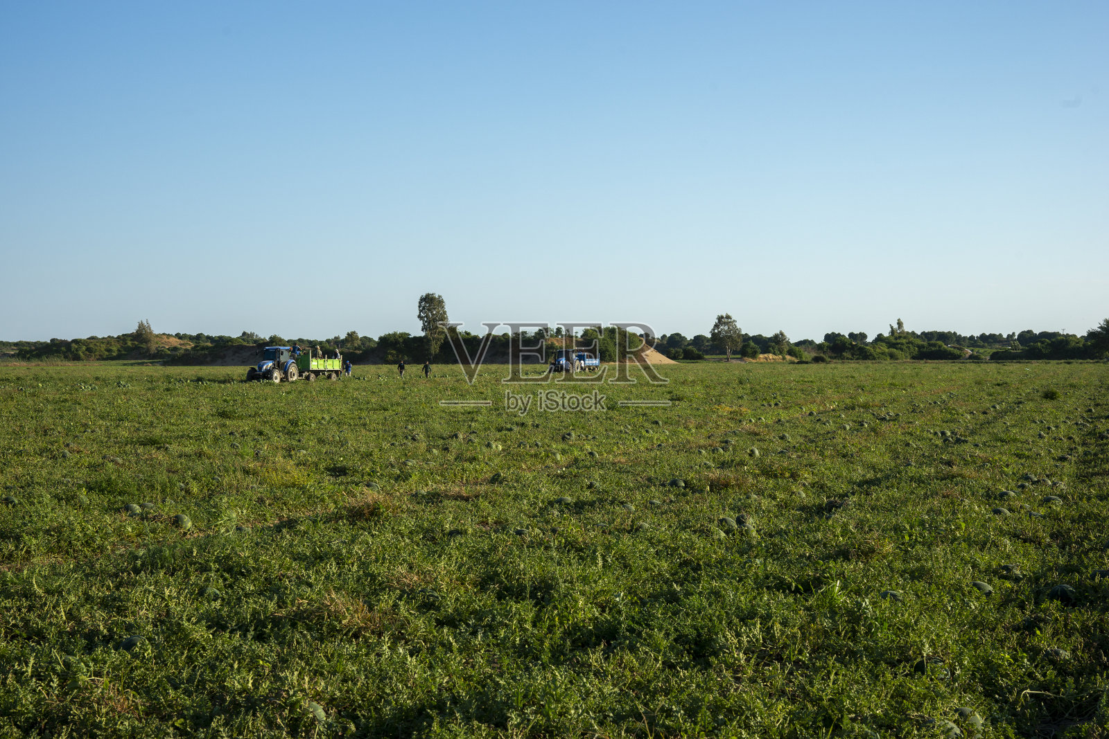 西瓜田和人们采摘西瓜。照片摄影图片