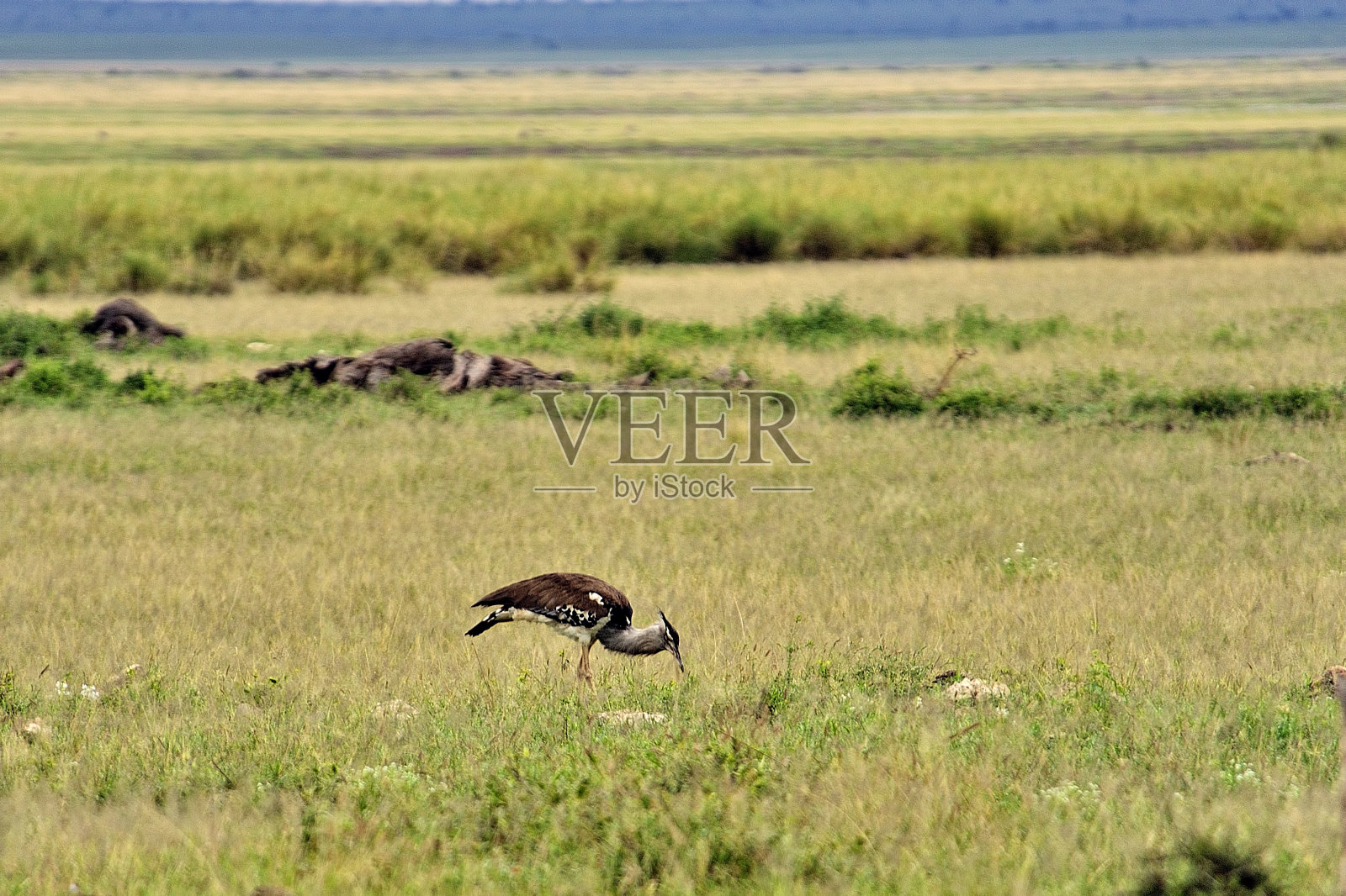 一幅猛禽进入野外的画面照片摄影图片
