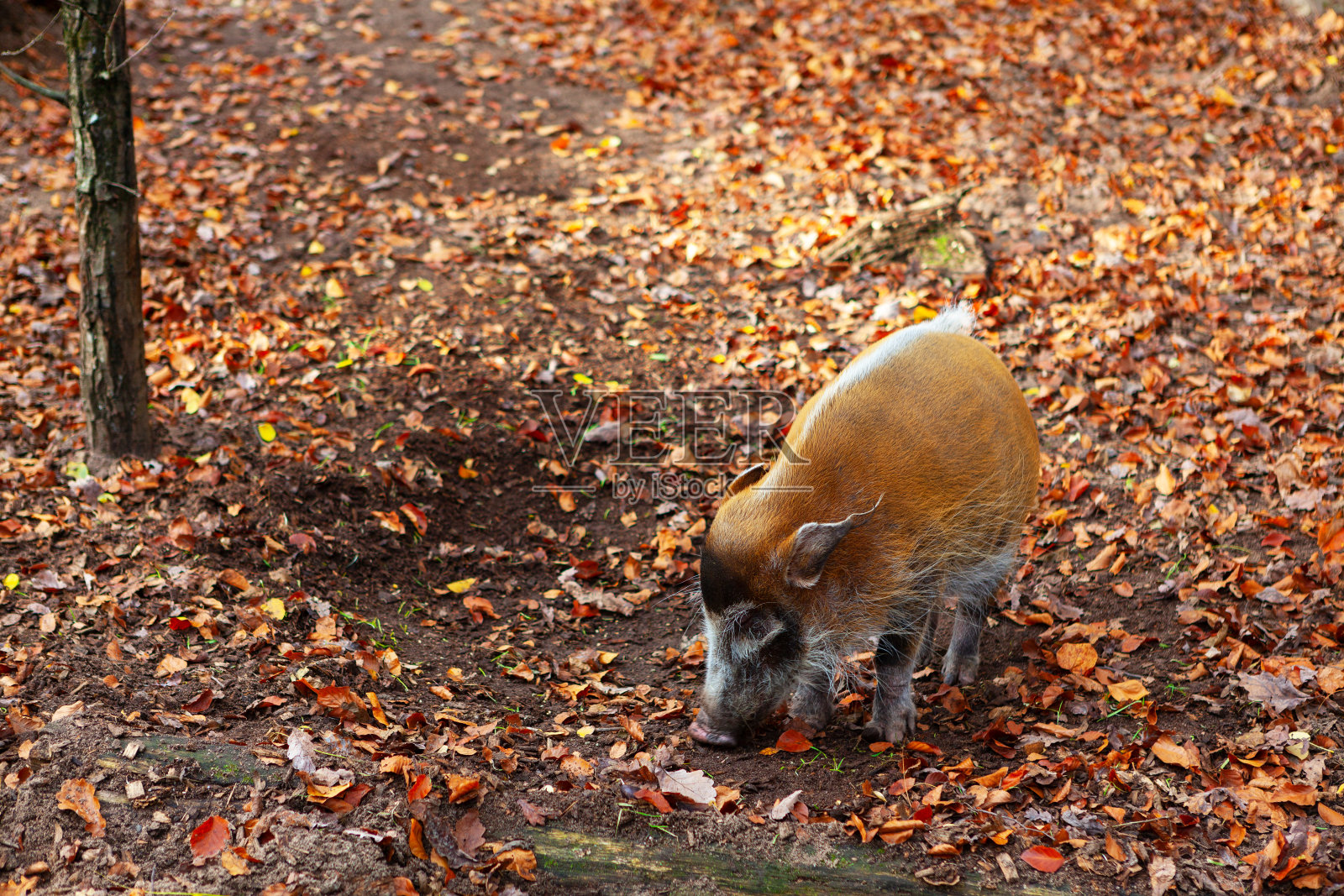 秋天的红河猪照片摄影图片