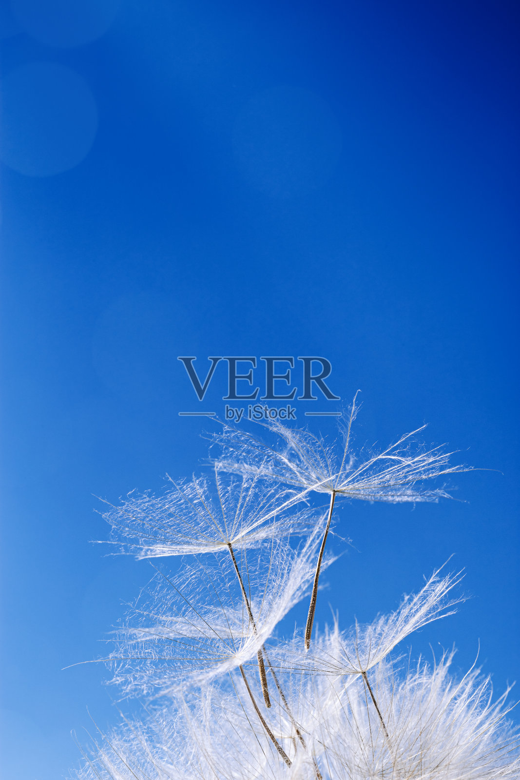 盛开的白色花朵蒲公英，硕大蓬松的种子，天然野花带着飞扬的种子，蓝色的背景贴近自然的花朵，自然之美，自由，生态的理念照片摄影图片