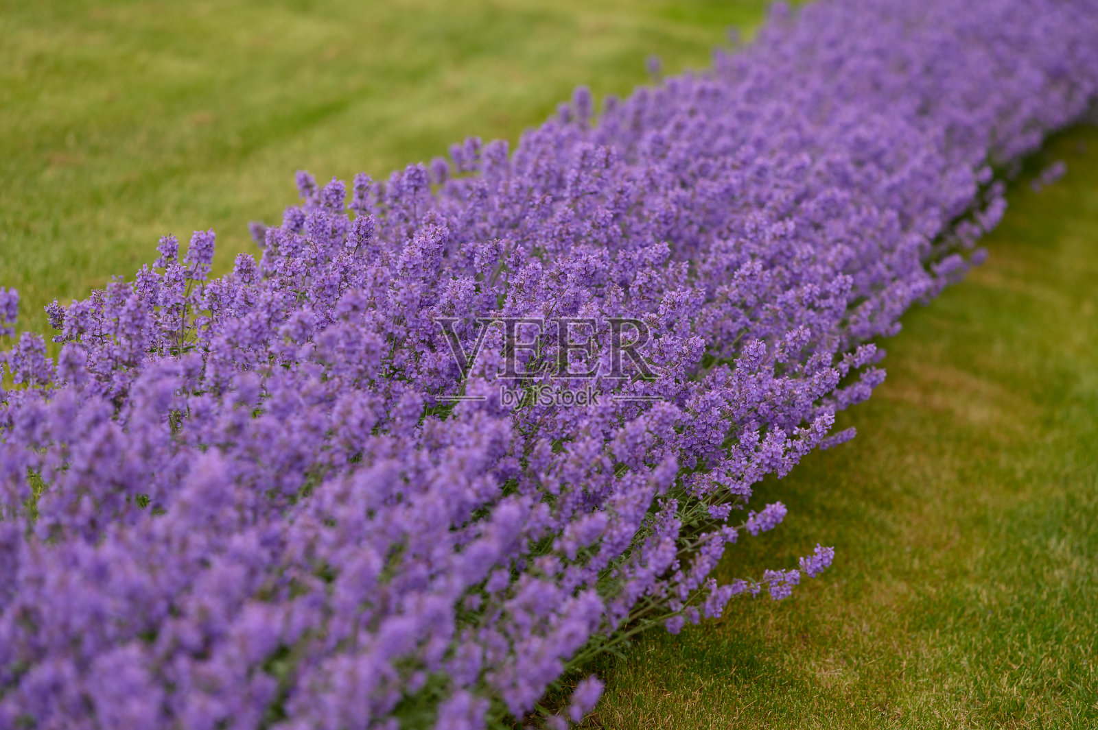 薰衣草的紫色花朵。集中在前景的一个。关闭了。照片摄影图片