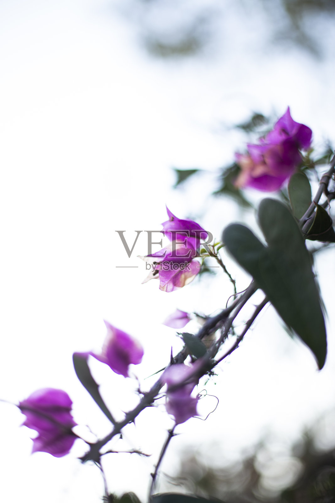 粉红色的花照片摄影图片