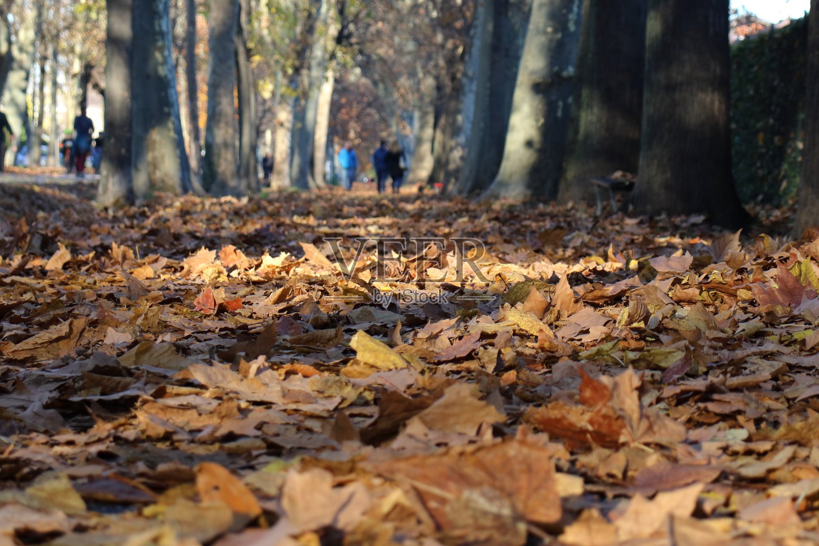 林荫大道在深秋，树叶落在地上，黄橙相间，天冷照片摄影图片