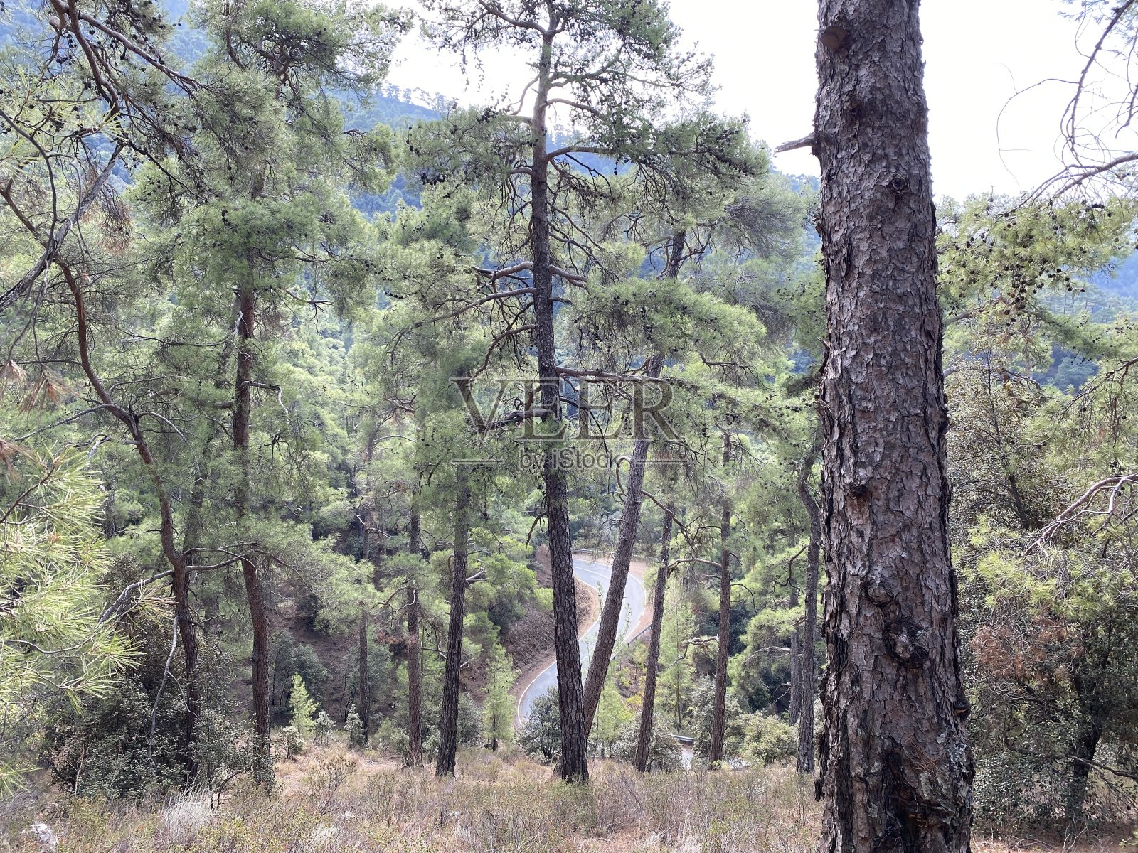 穿过森林的路照片摄影图片