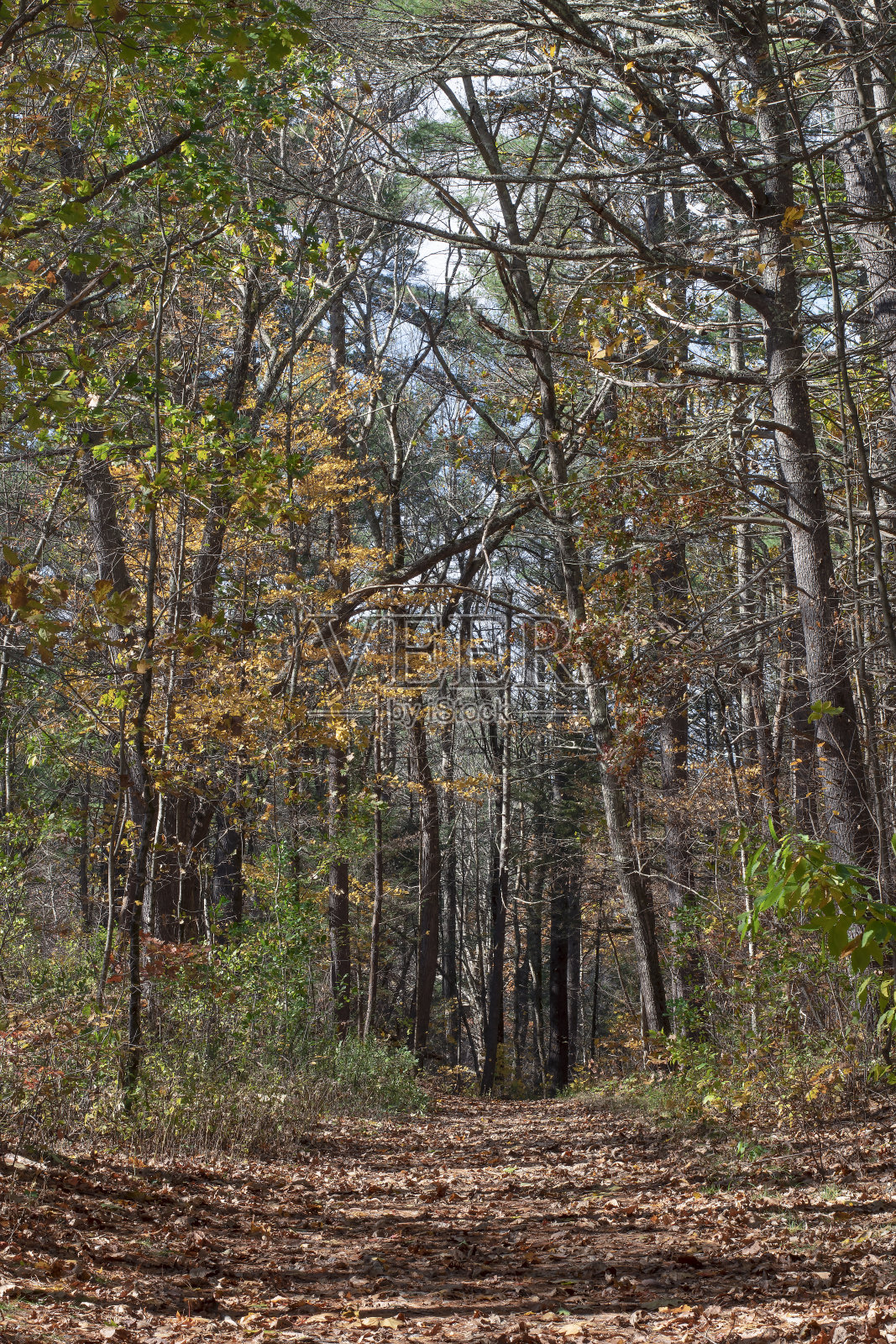秋天的一天，一条新英格兰的小路照片摄影图片