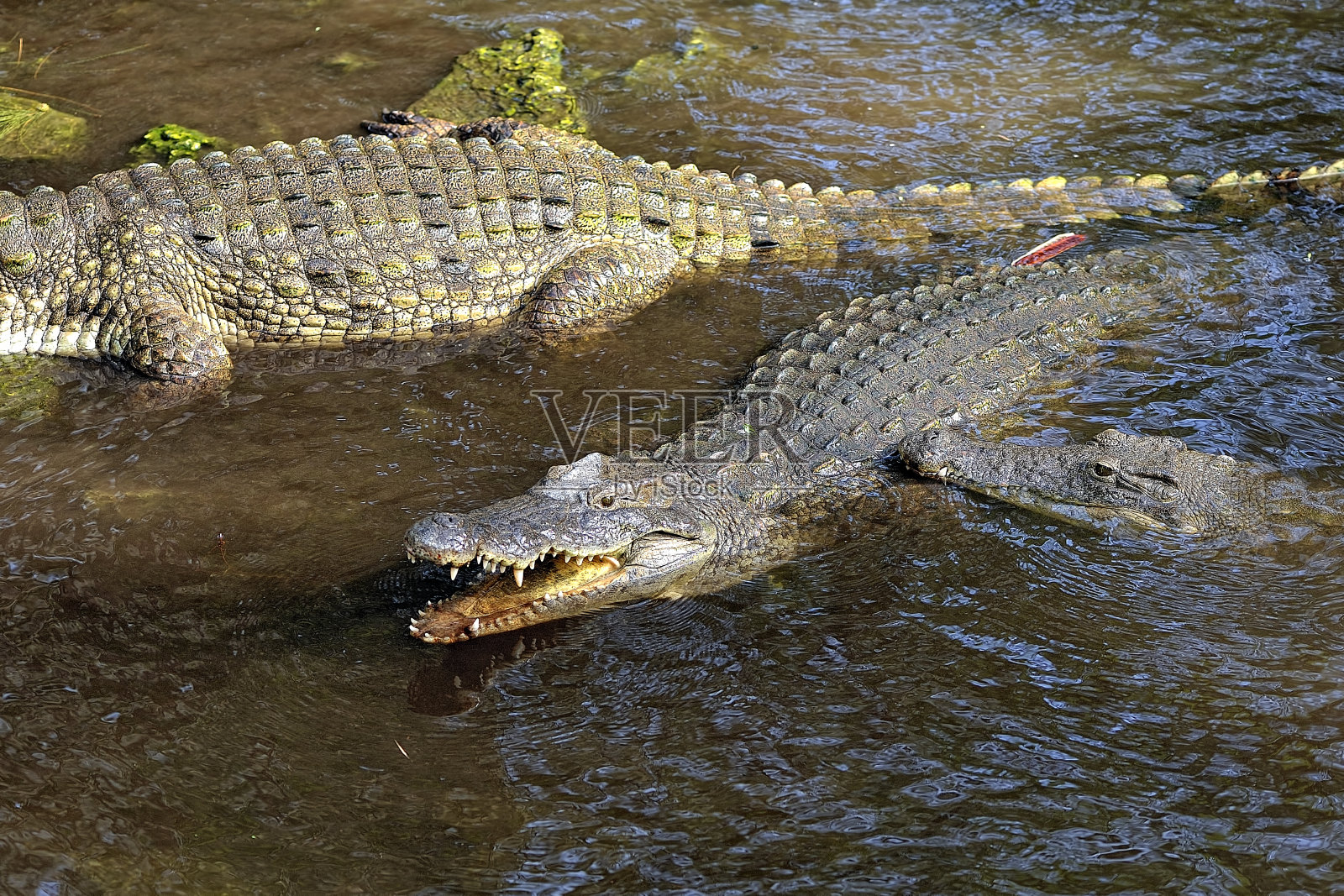 一幅水中鳄鱼的图片照片摄影图片