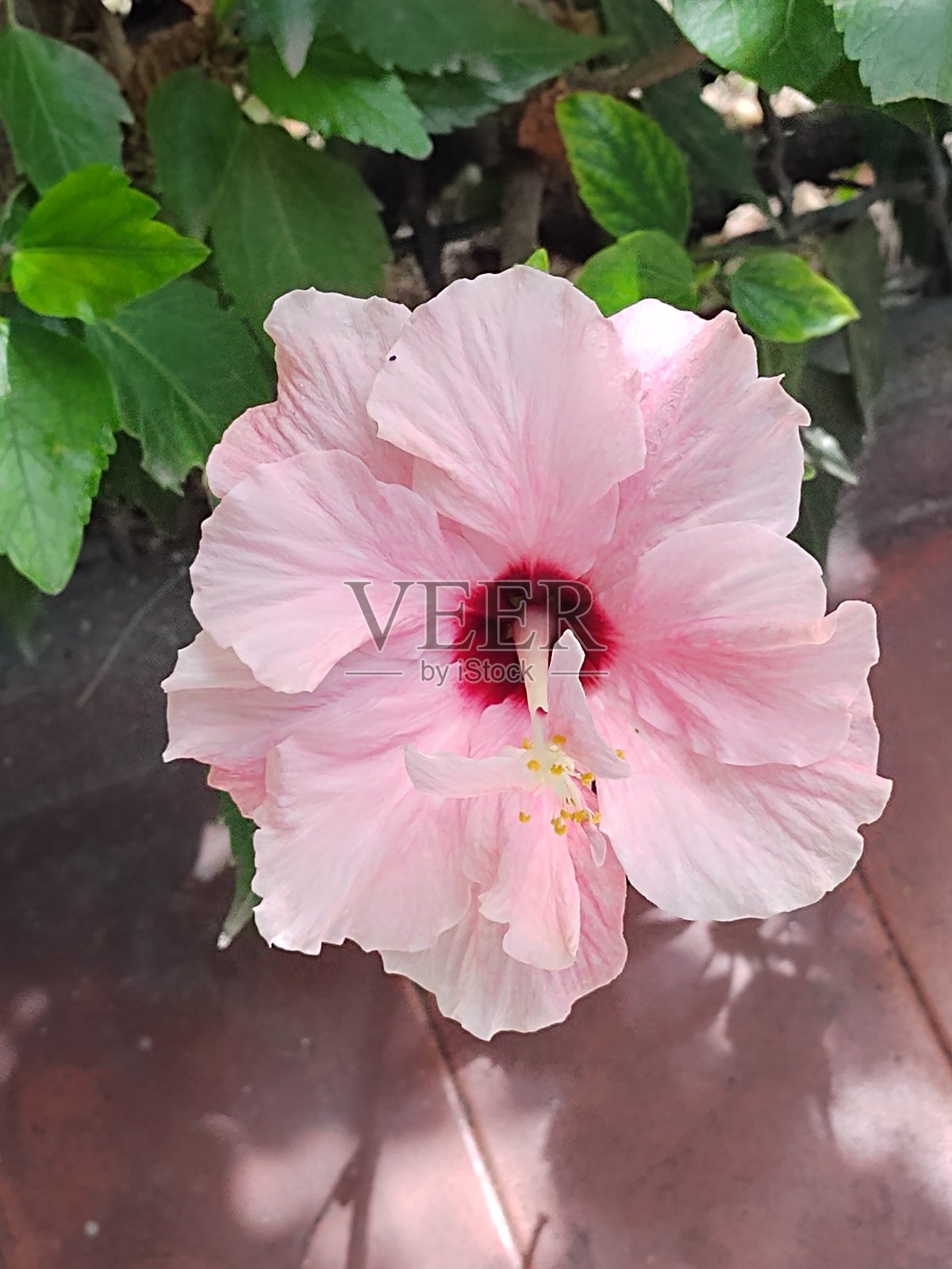 芙蓉罗莎照片摄影图片