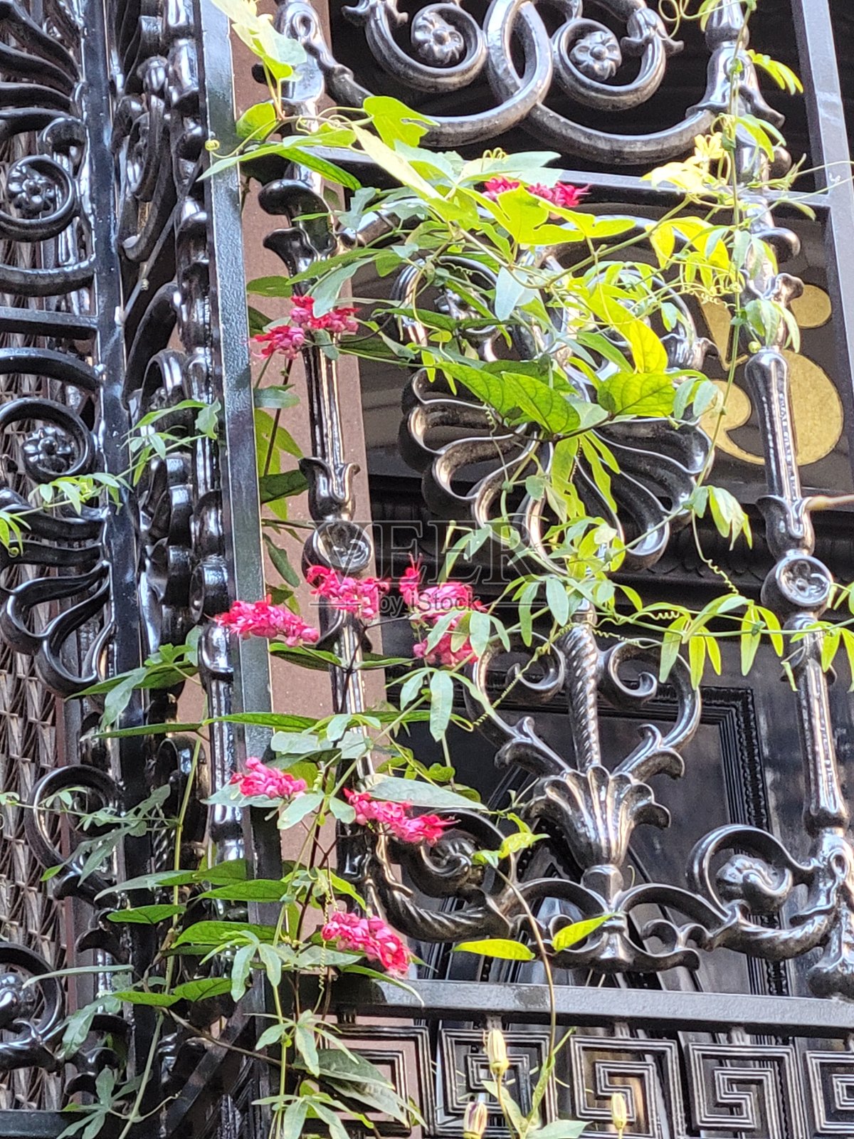 带花的锻铁栅栏照片摄影图片
