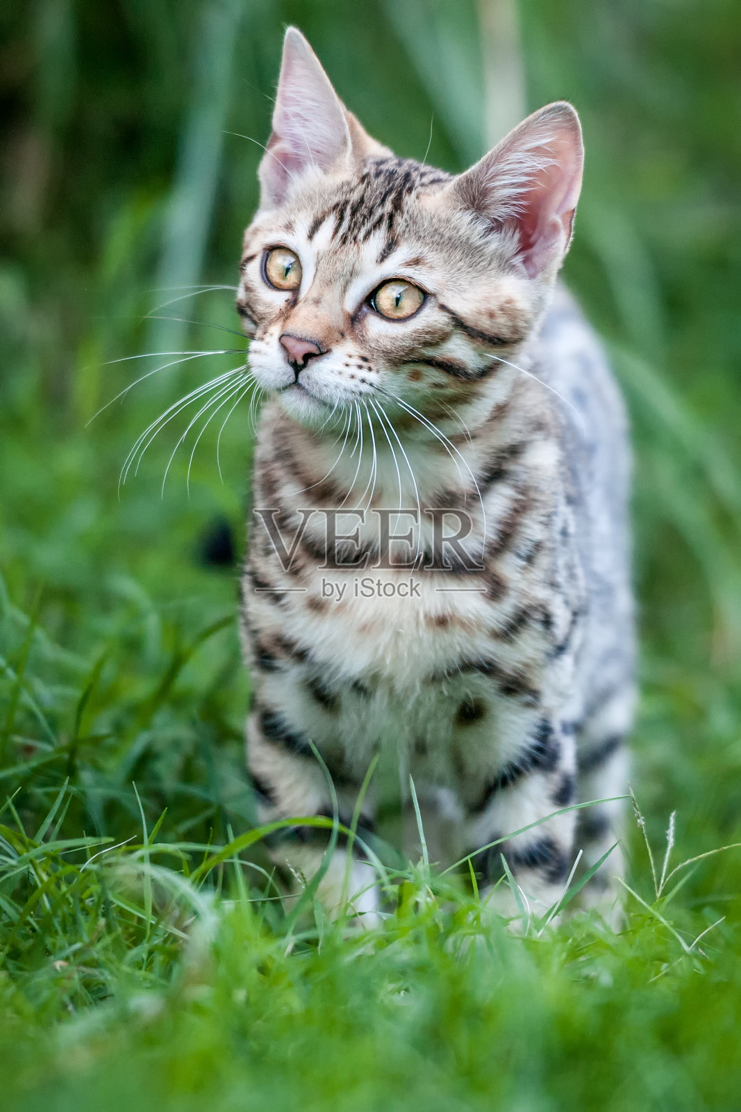 孟加拉猫照片摄影图片