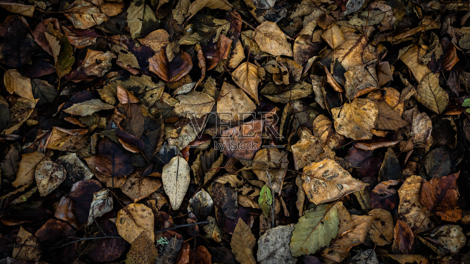 秋叶集合照片摄影图片