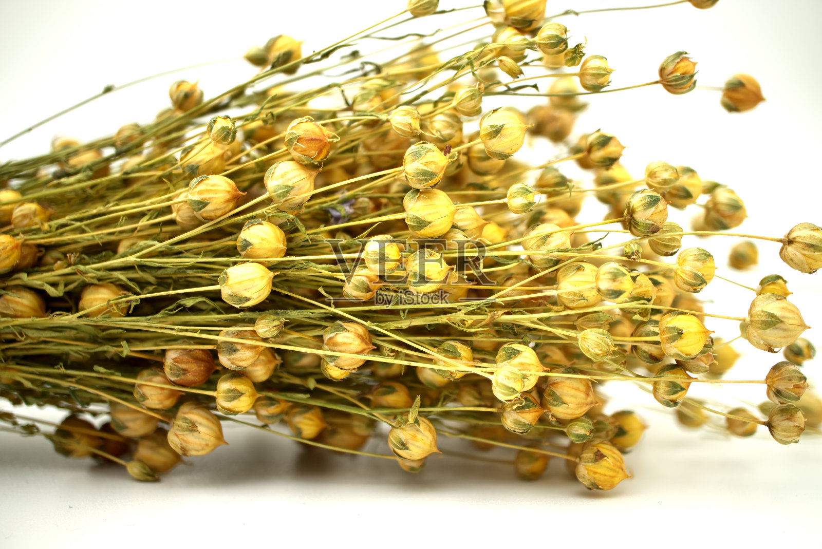 一束白色的干亚麻照片摄影图片