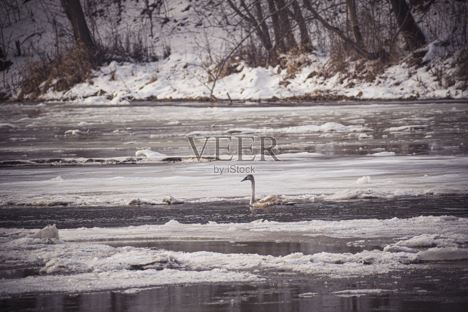 涅里斯河中年轻的天鹅座照片摄影图片