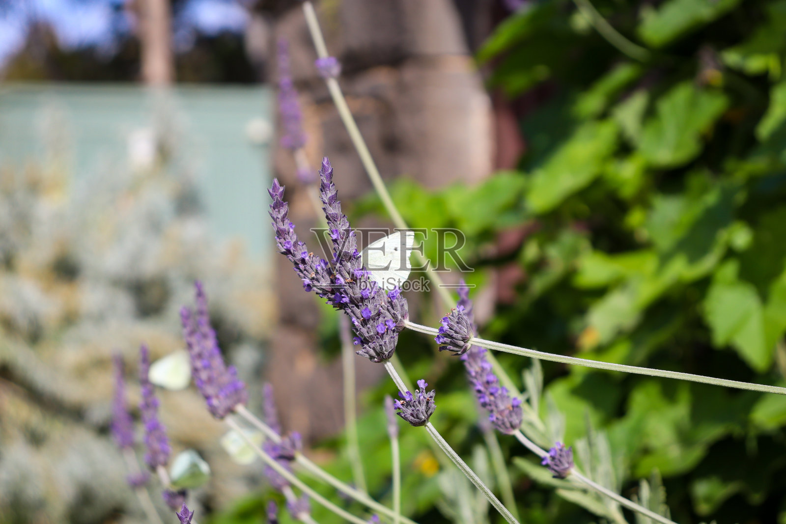 薰衣草花和白蝴蝶照片摄影图片