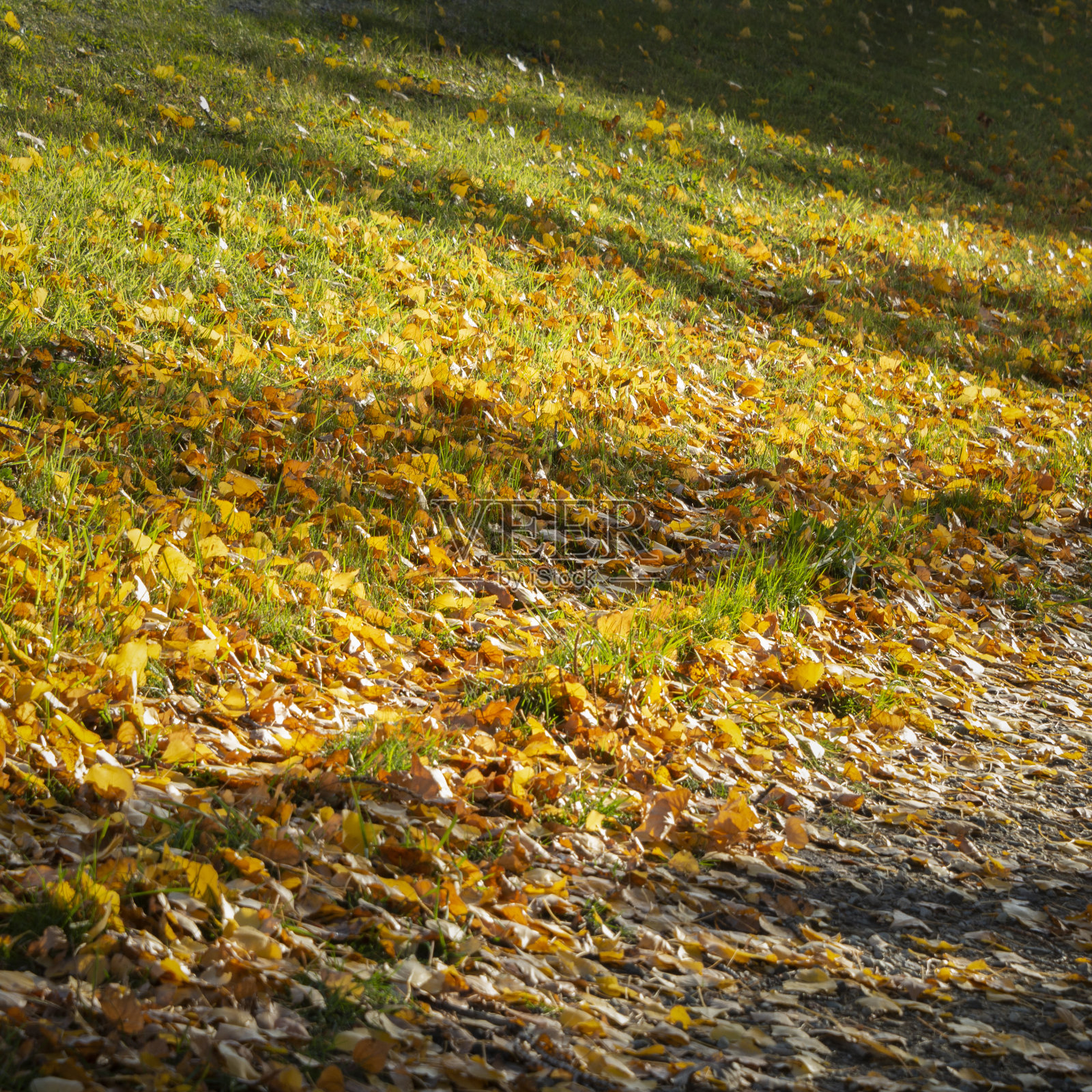 金色的秋叶在草地上闪闪发光，奥塔哥，南岛。垂直格式。照片摄影图片