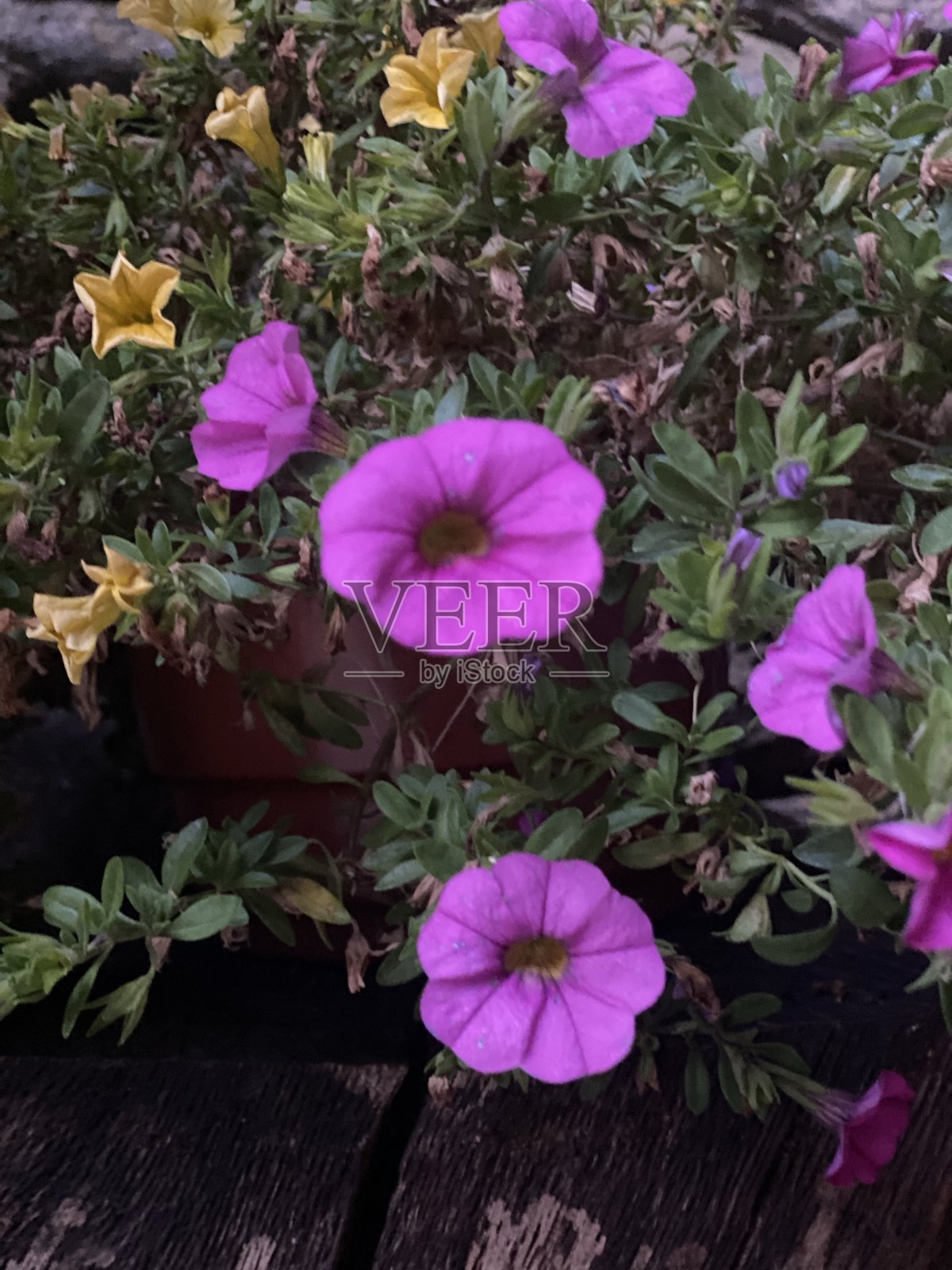 紫黄花照片摄影图片