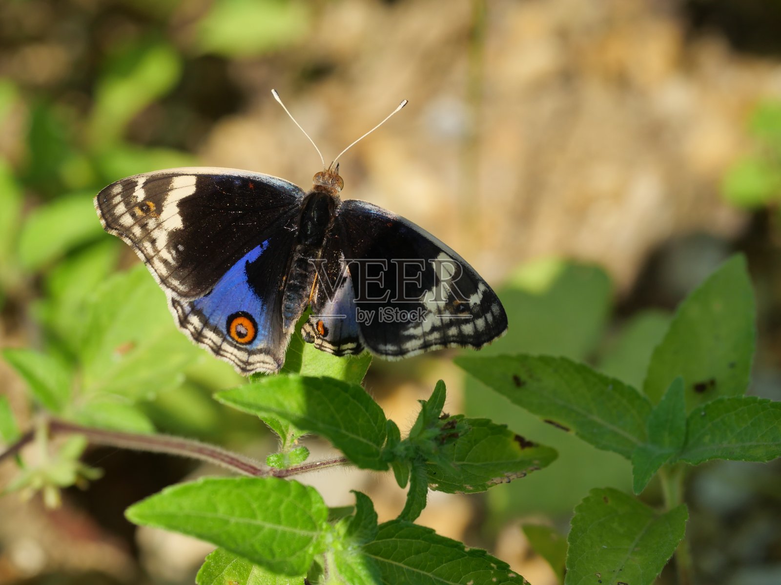 蓝色的三色堇型蝴蝶，绿叶上有天然的棕色背景照片摄影图片