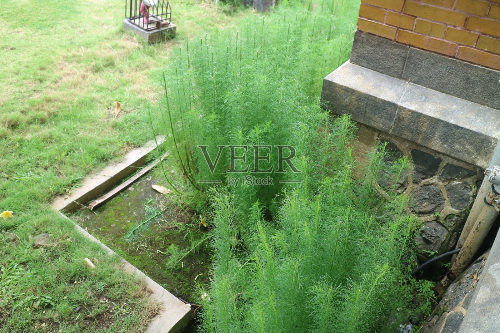 郁郁葱葱的绿色细草芦笋照片照片摄影图片