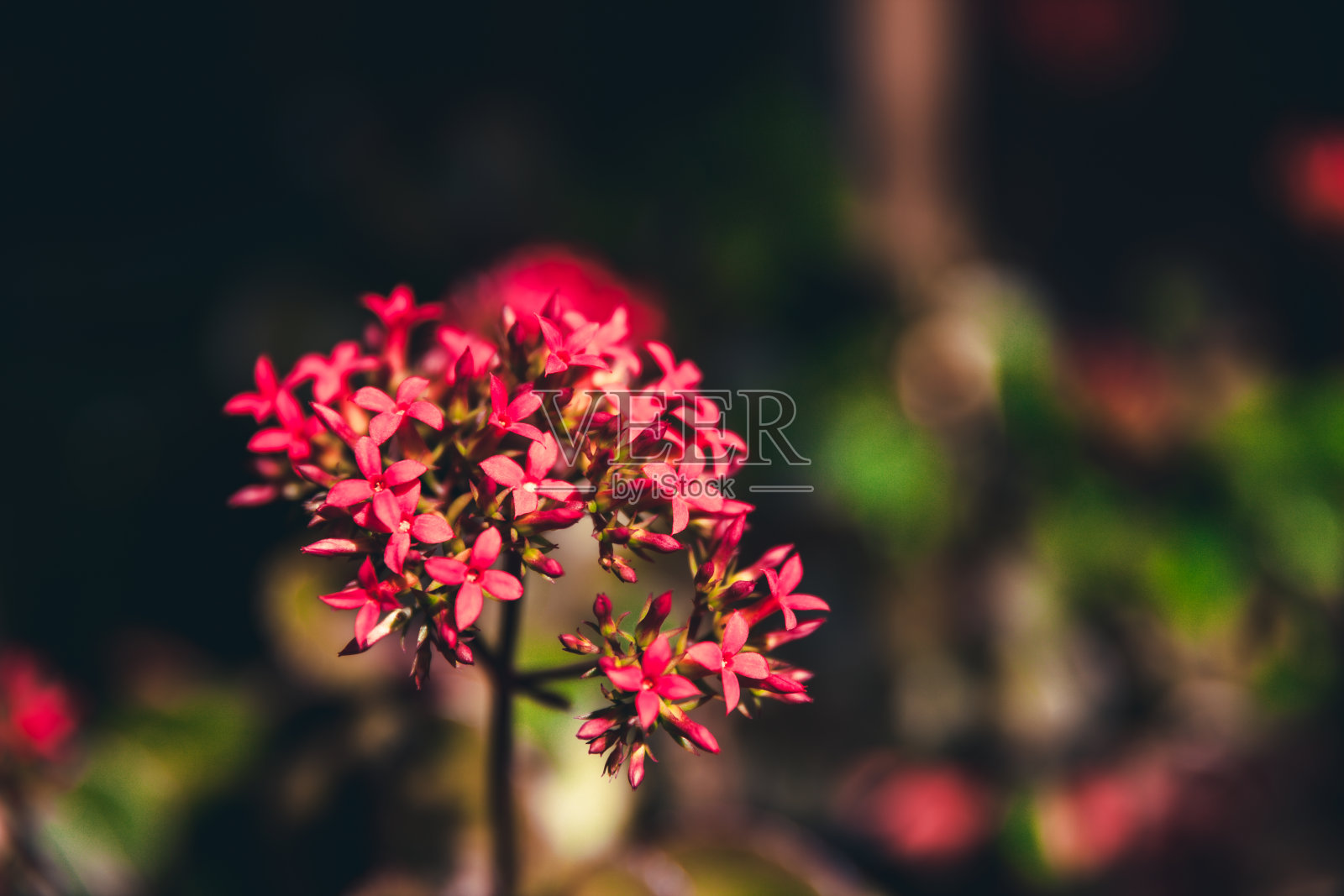 花园里有粉红色的花照片摄影图片