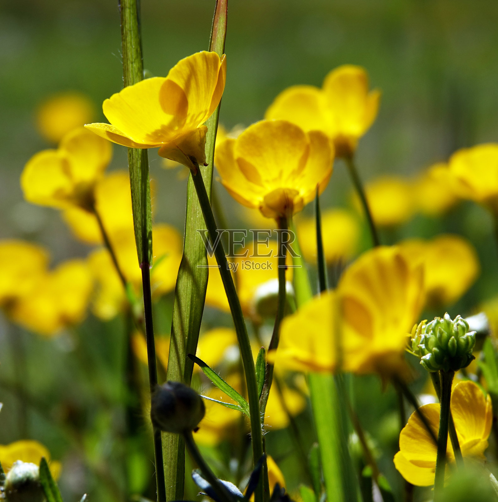 黄色花朵的贺卡照片摄影图片