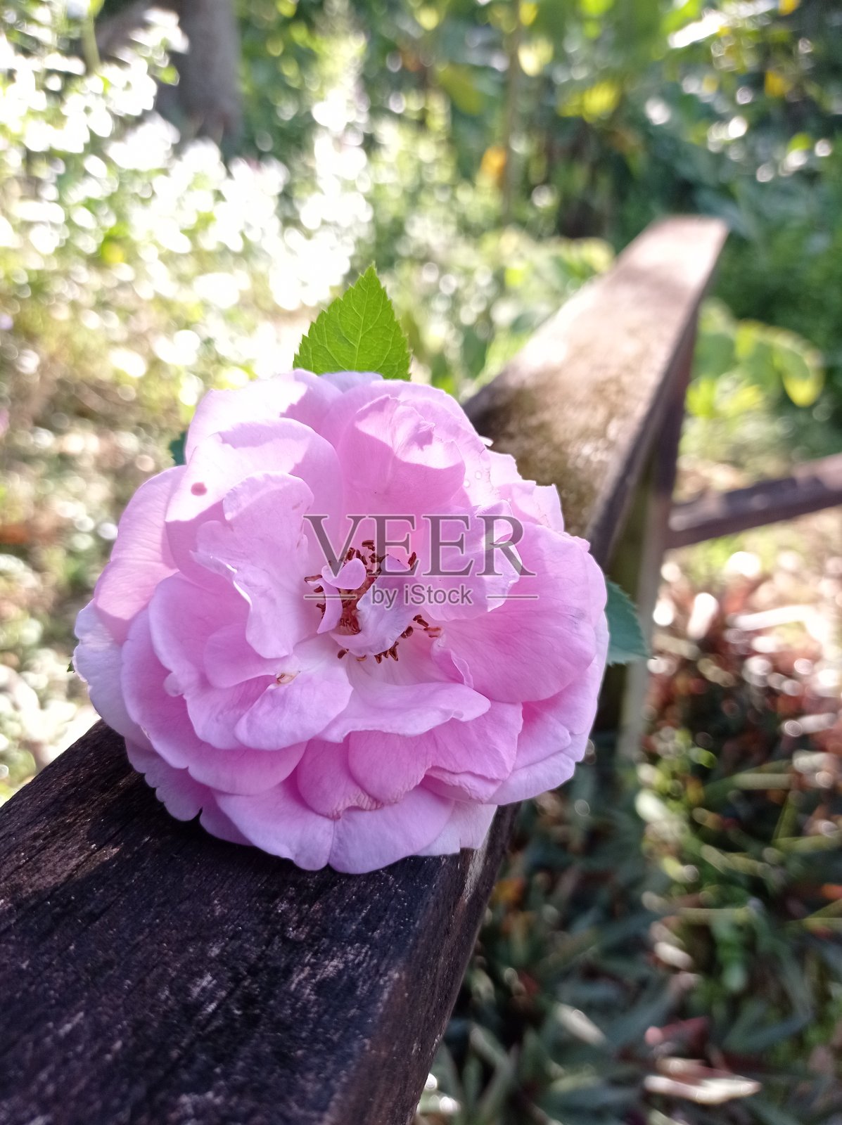 美丽的粉红色玫瑰正在盛开照片摄影图片