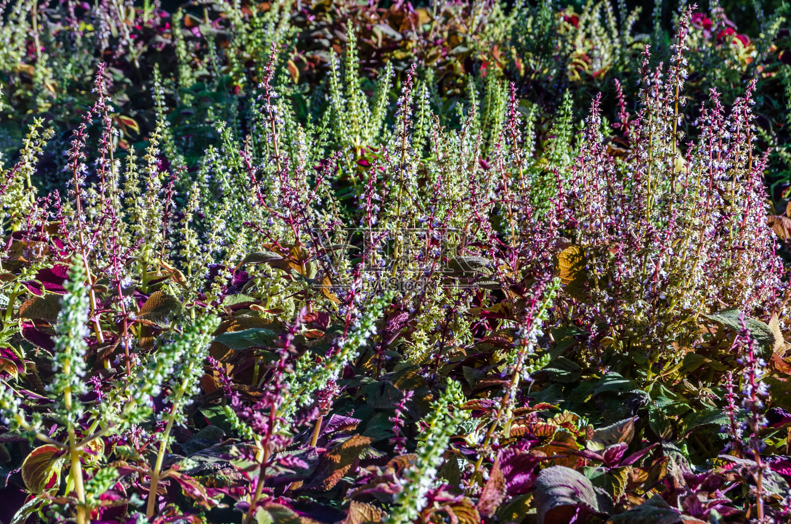 彩叶植物的观赏叶照片摄影图片