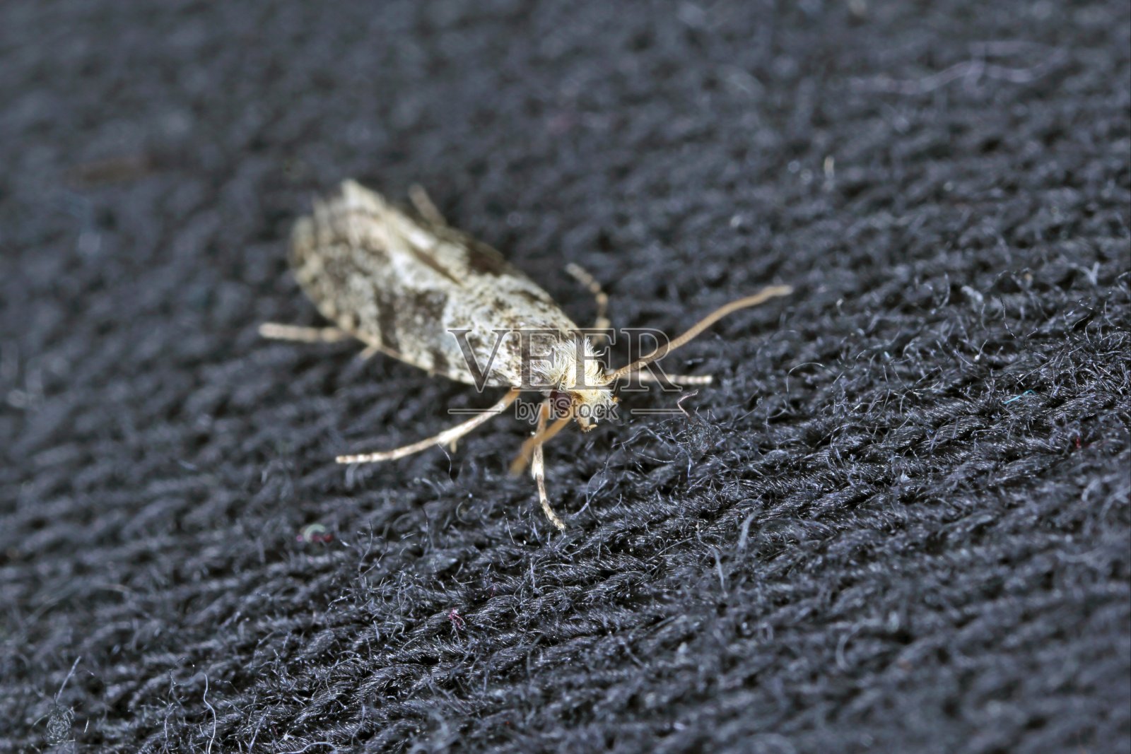 欧纹虫(简称欧纹蛾)是一种齿状蛾。它属于真菌蛾科(蜱科)，是储藏产品的常见害虫和家庭害虫照片摄影图片