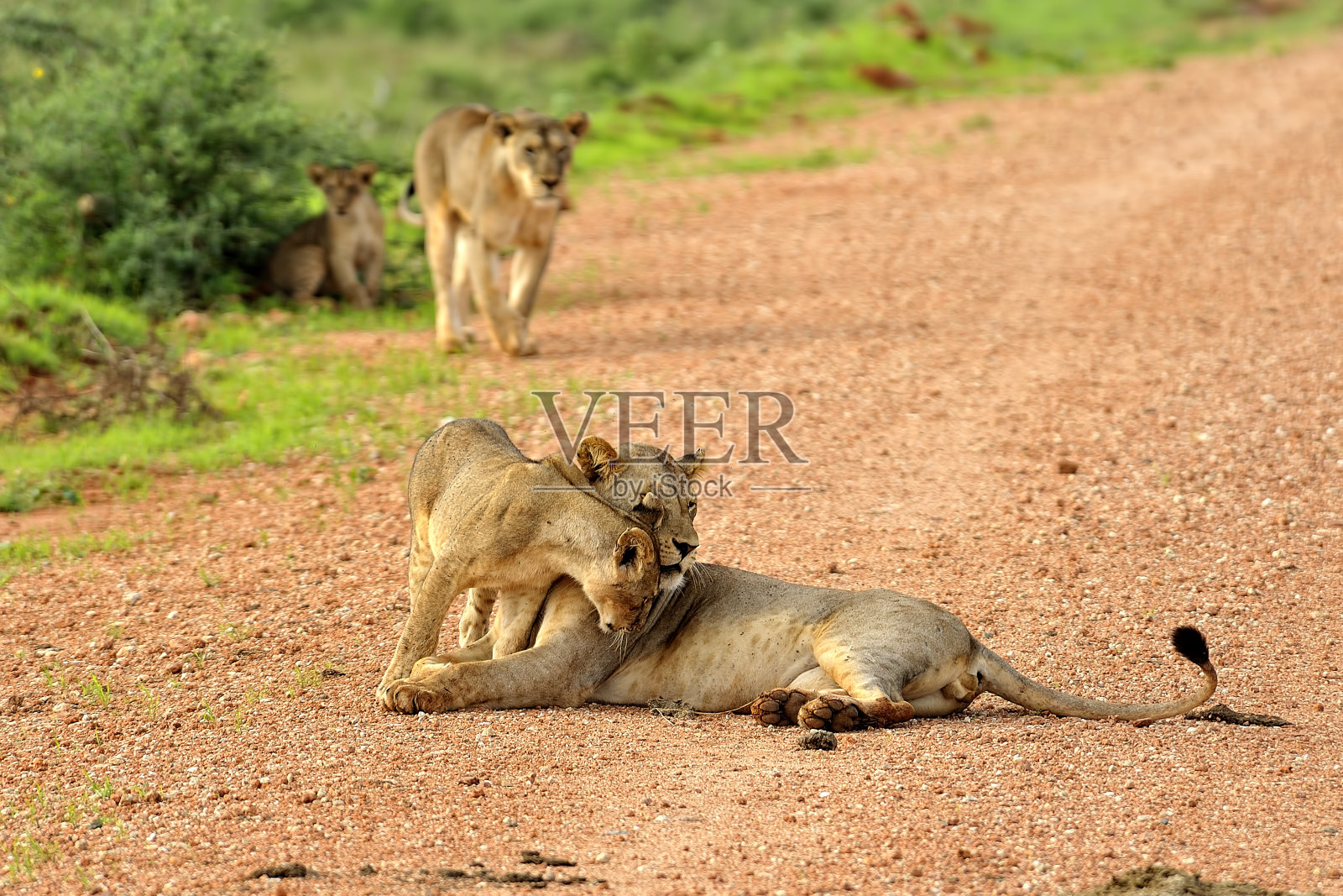 草原上的一条路上有几只狮子照片摄影图片