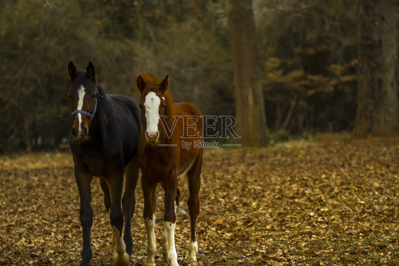 马，动物，漂亮的马照片摄影图片