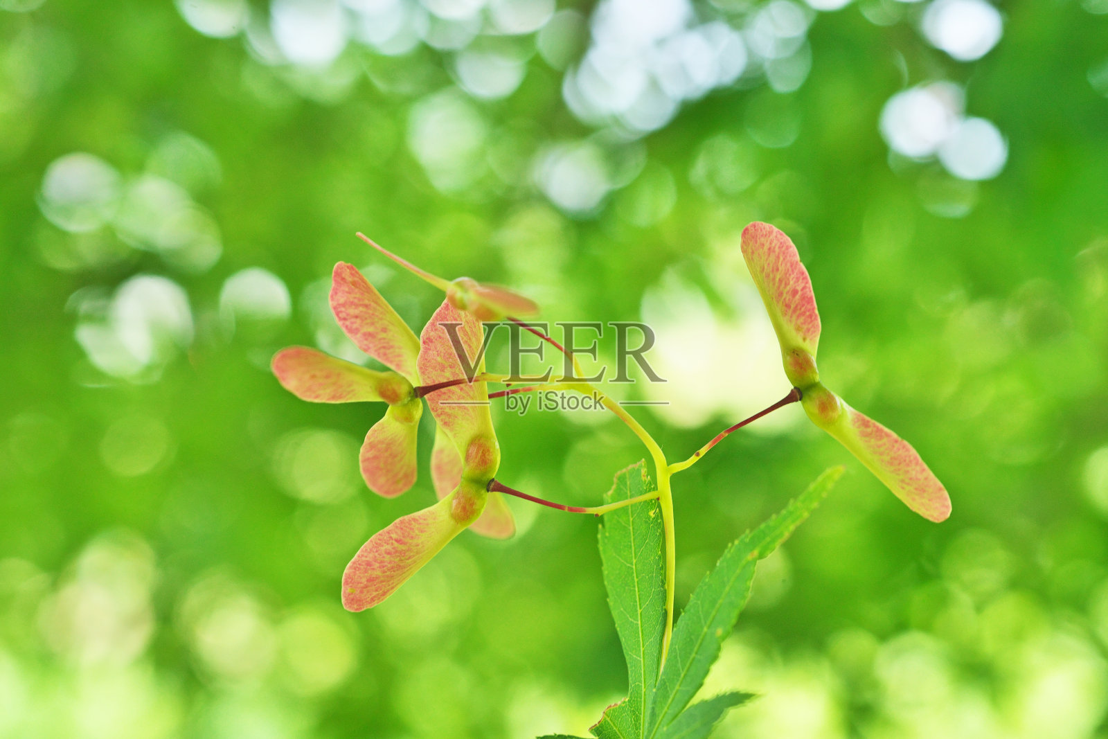 枫树的果实照片摄影图片