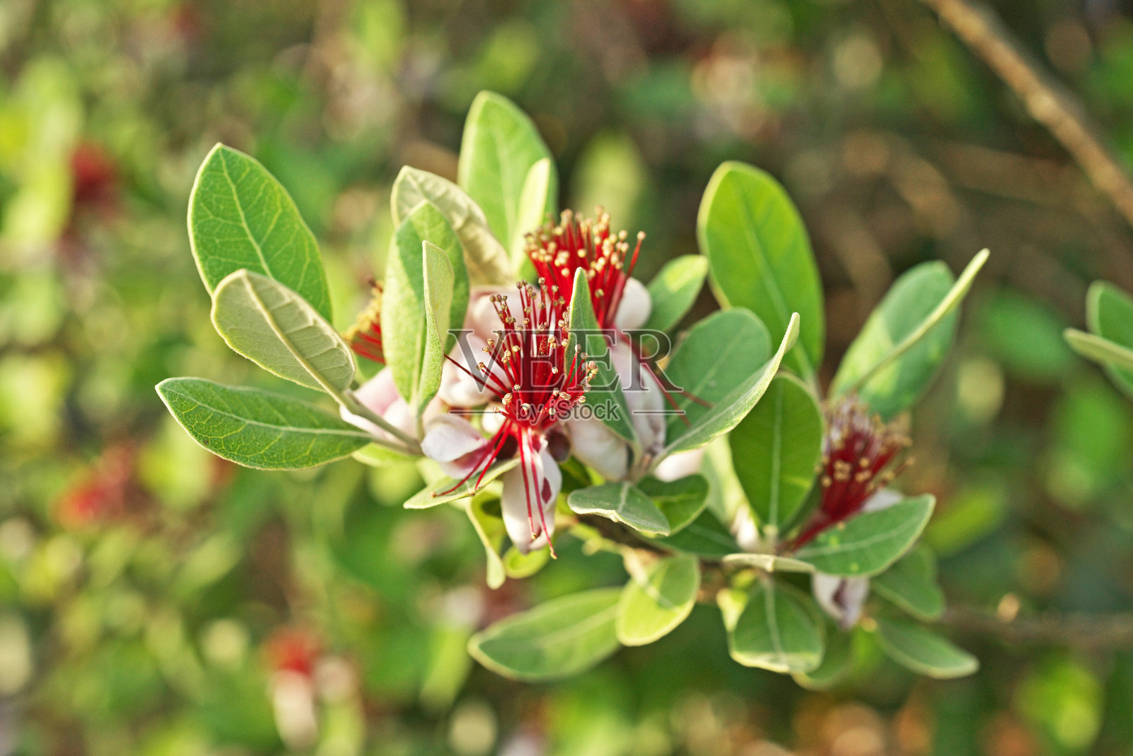 费约果照片摄影图片