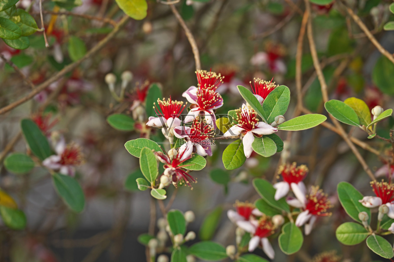 费约果照片摄影图片