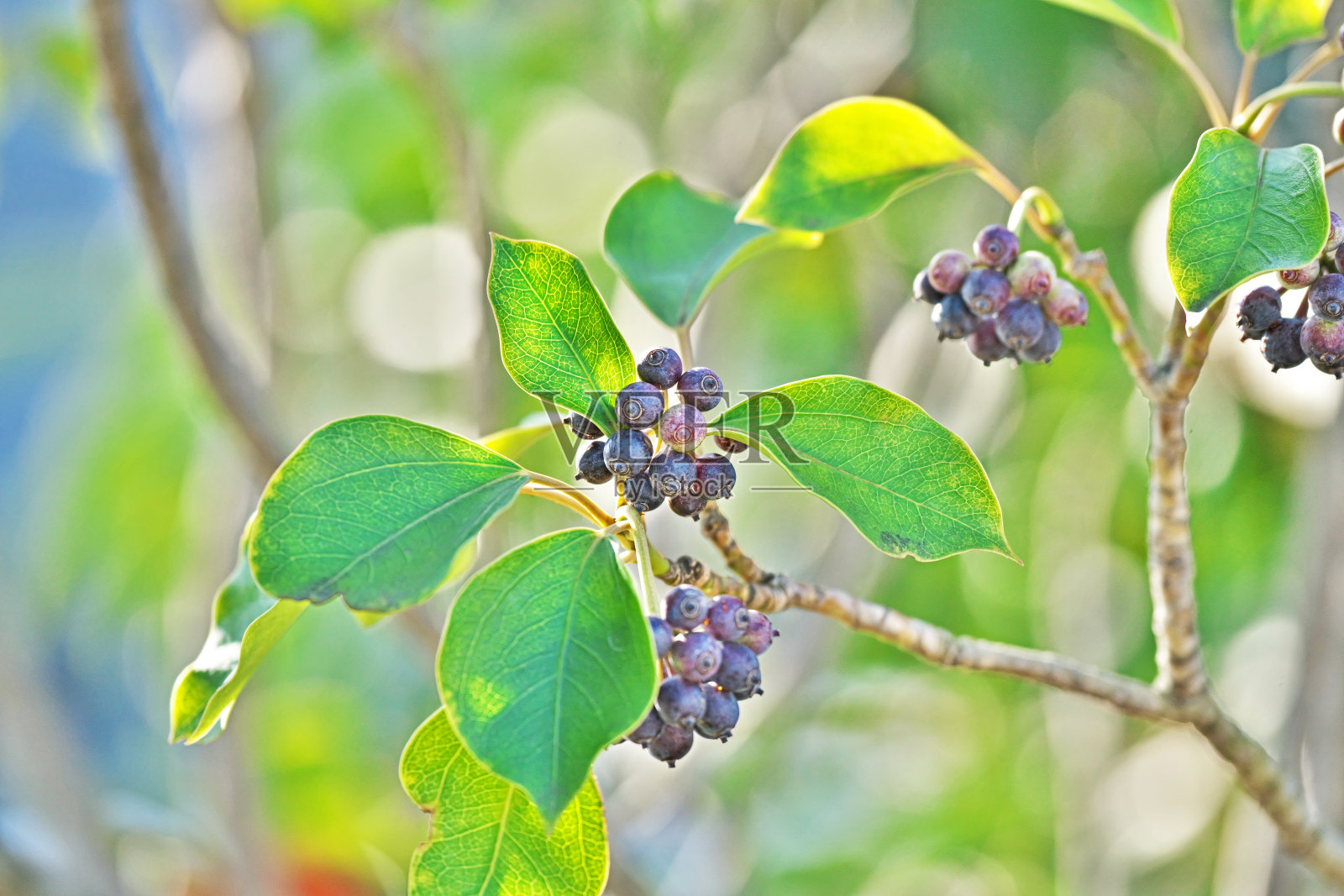 三加皮果实照片摄影图片