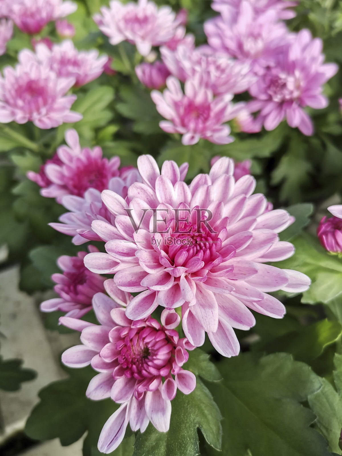 野菊花照片摄影图片