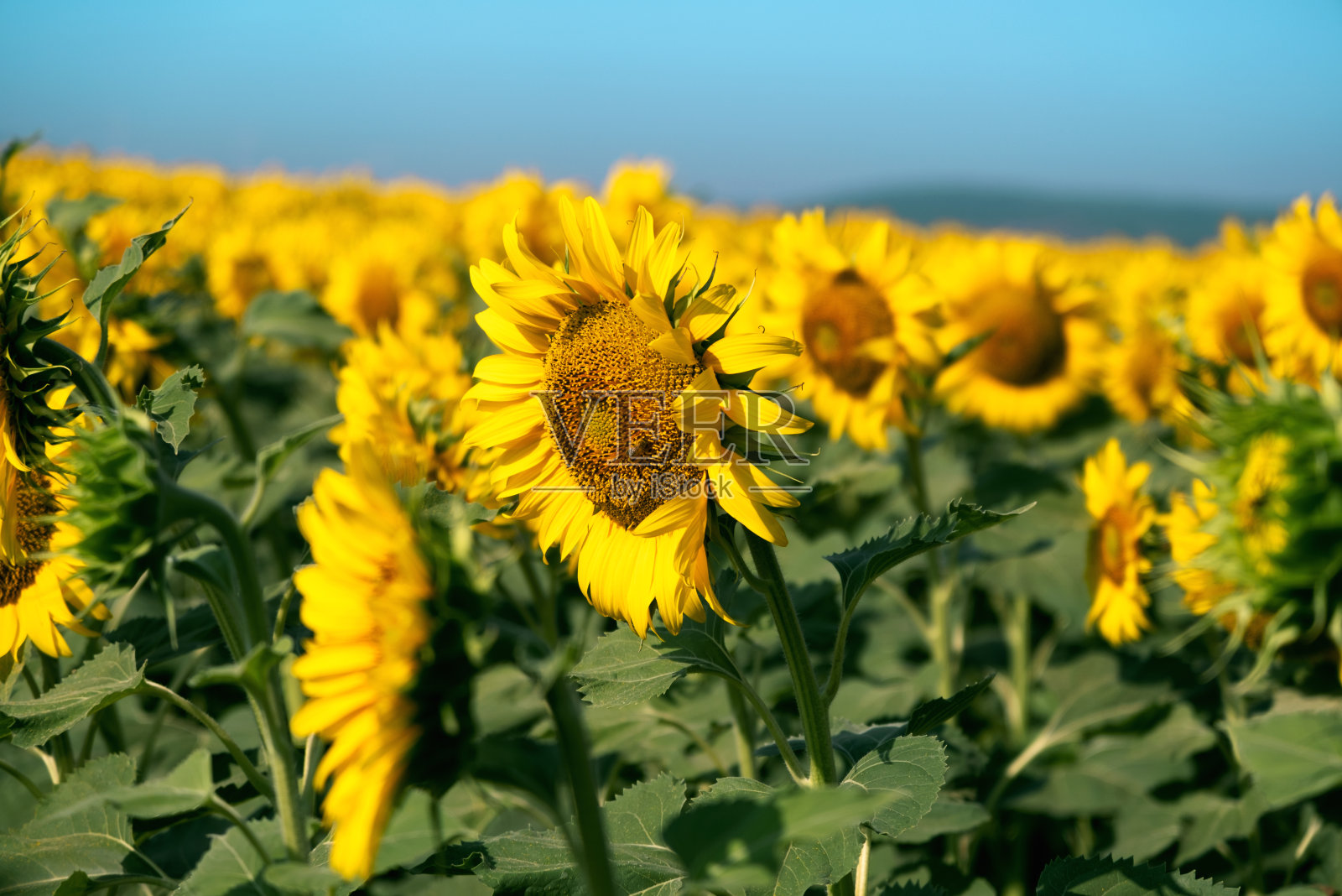 向日葵在向日葵地里照片摄影图片