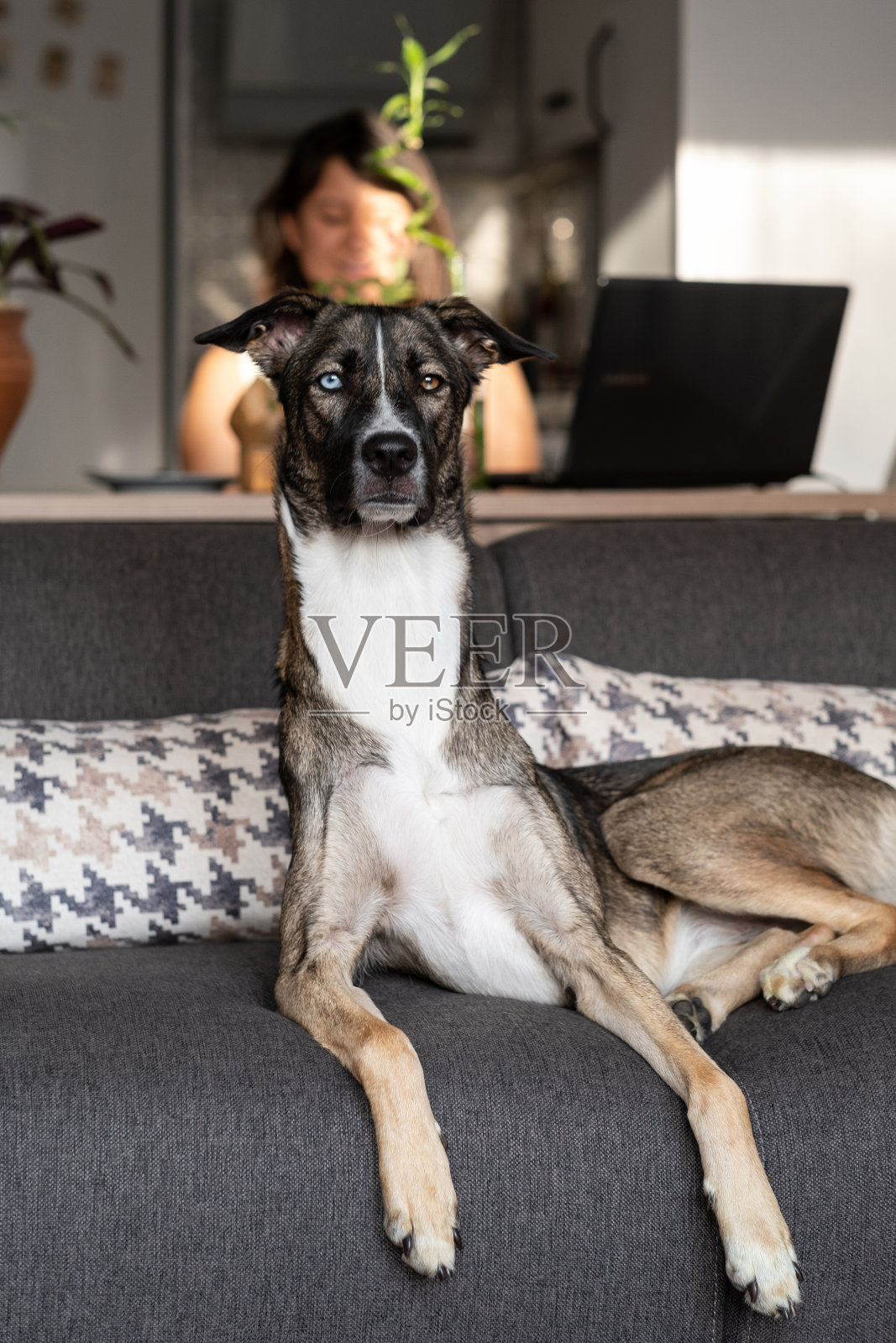 戈培兰狗坐在家里的沙发上照片摄影图片