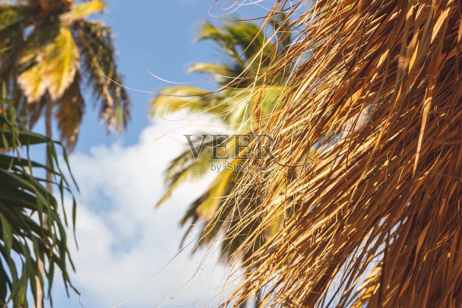 帕拉帕，加勒比海的蓝天假日。照片摄影图片