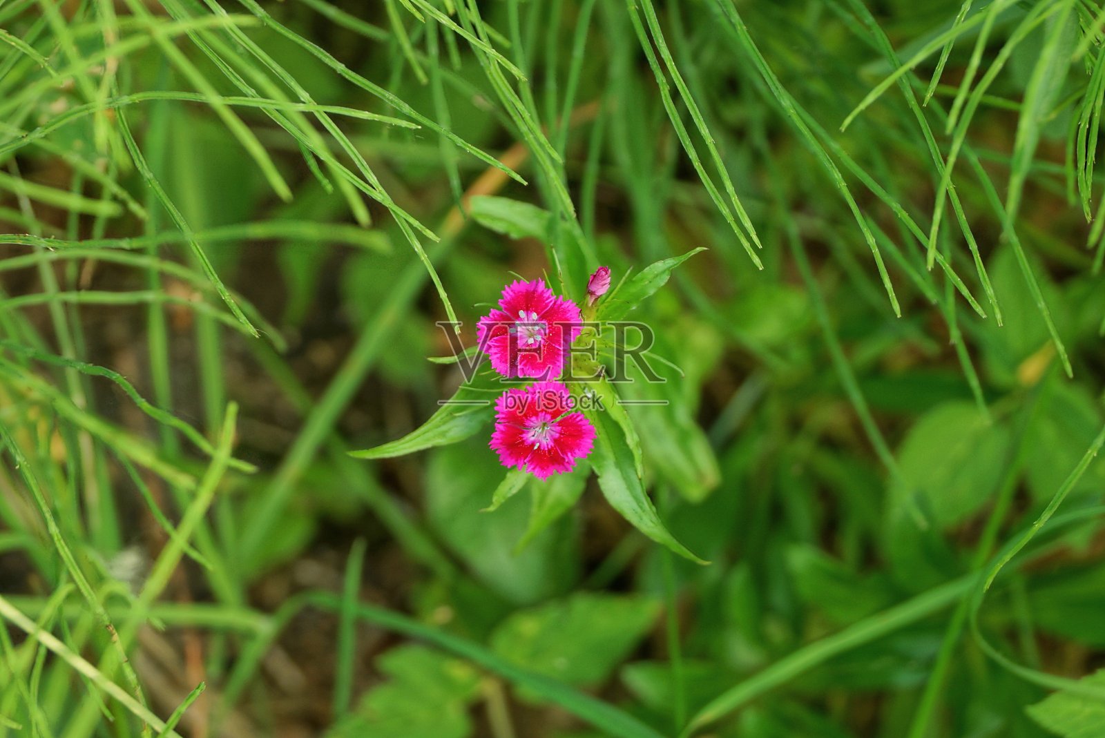 绿色的草木中有两朵红色的小花照片摄影图片