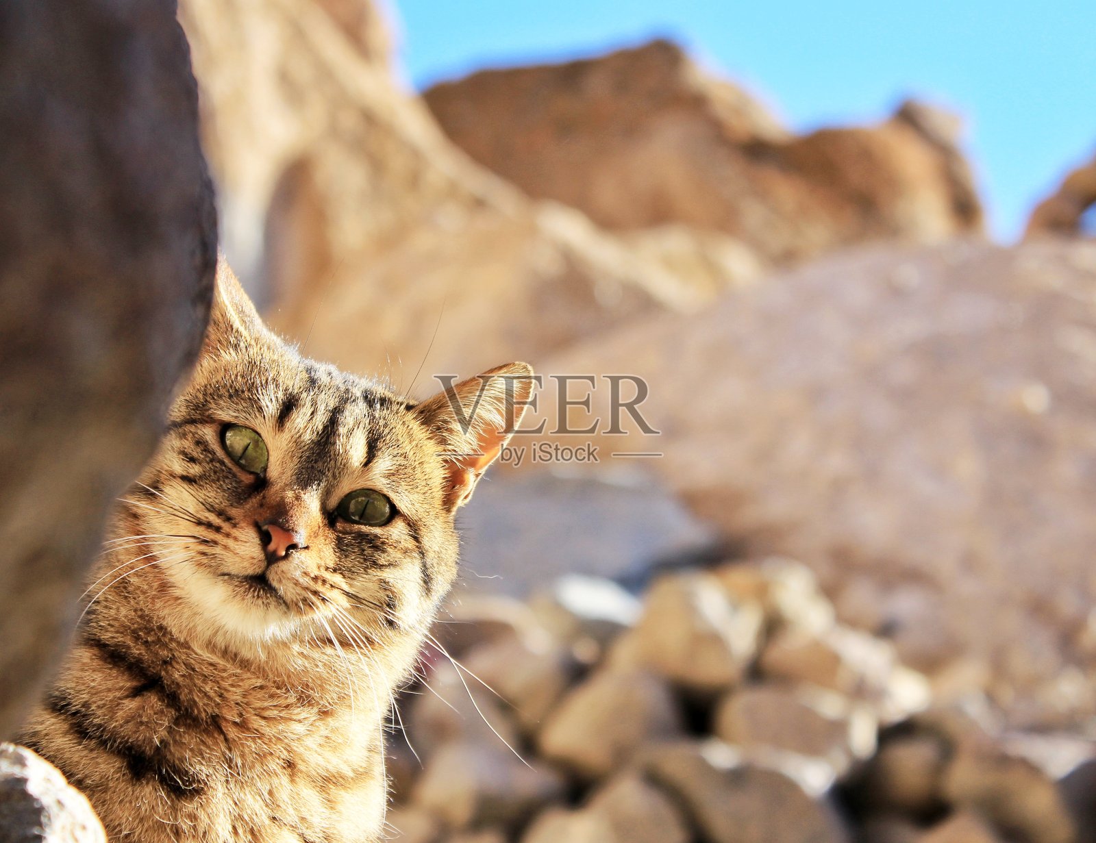你好波斯猫照片摄影图片