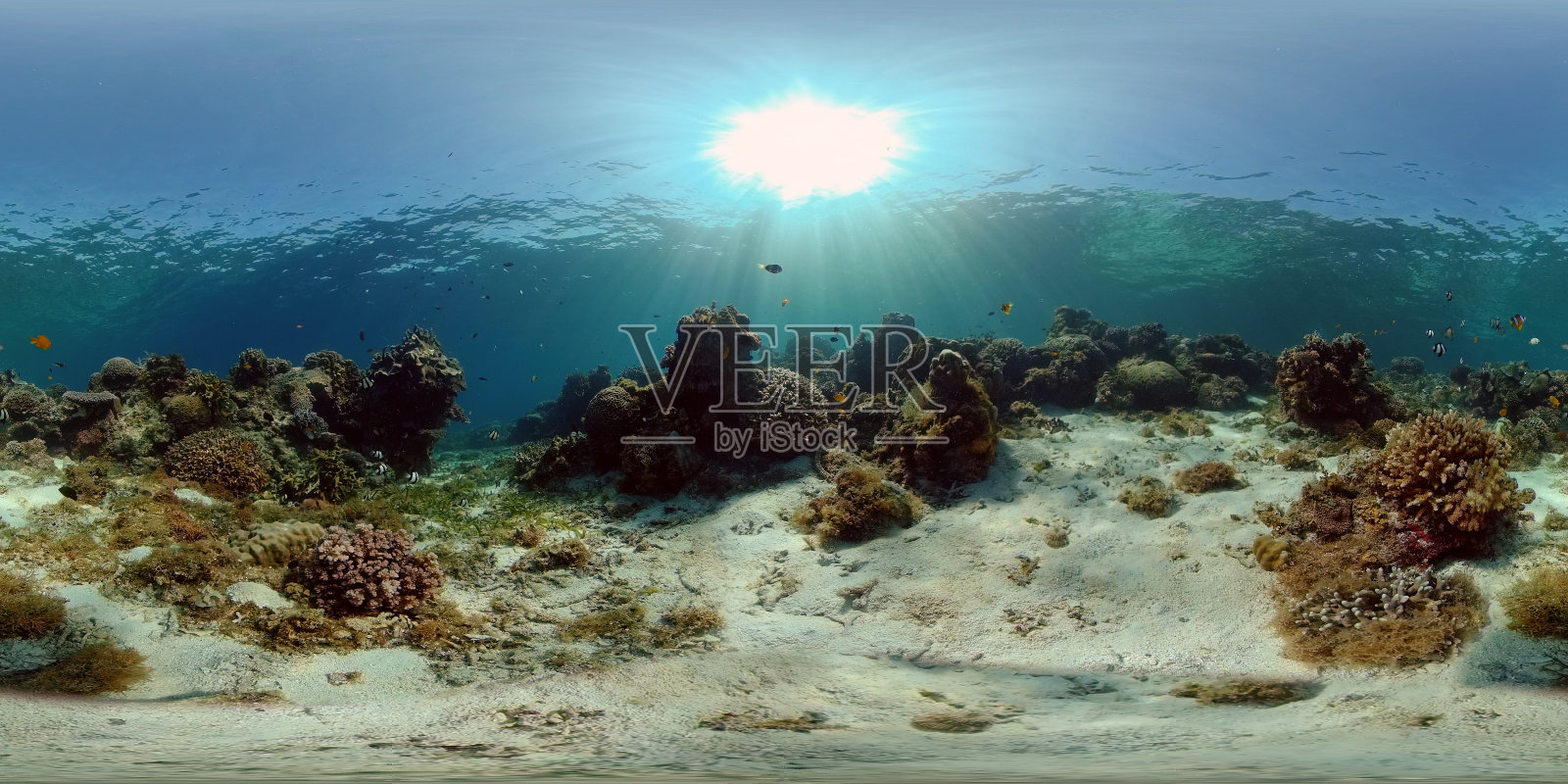 珊瑚礁和热带鱼。菲律宾。虚拟现实360照片摄影图片