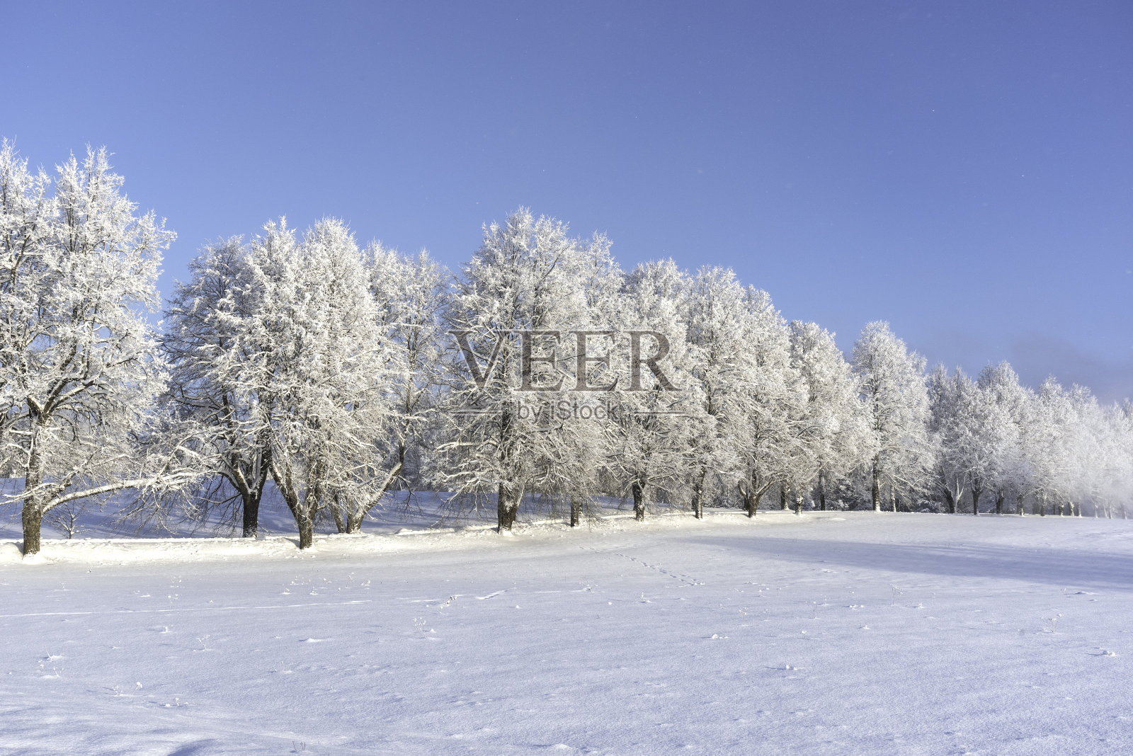 在美丽的阳光和霜冻的冬日里，一排树在覆盖着雪的田野上照片摄影图片