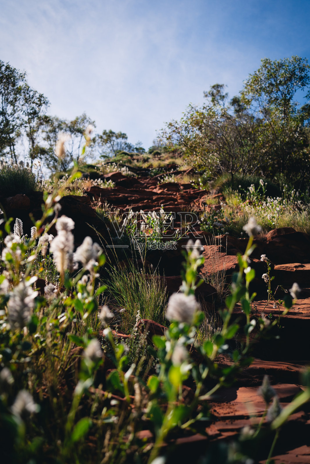 澳大利亚土著花照片摄影图片