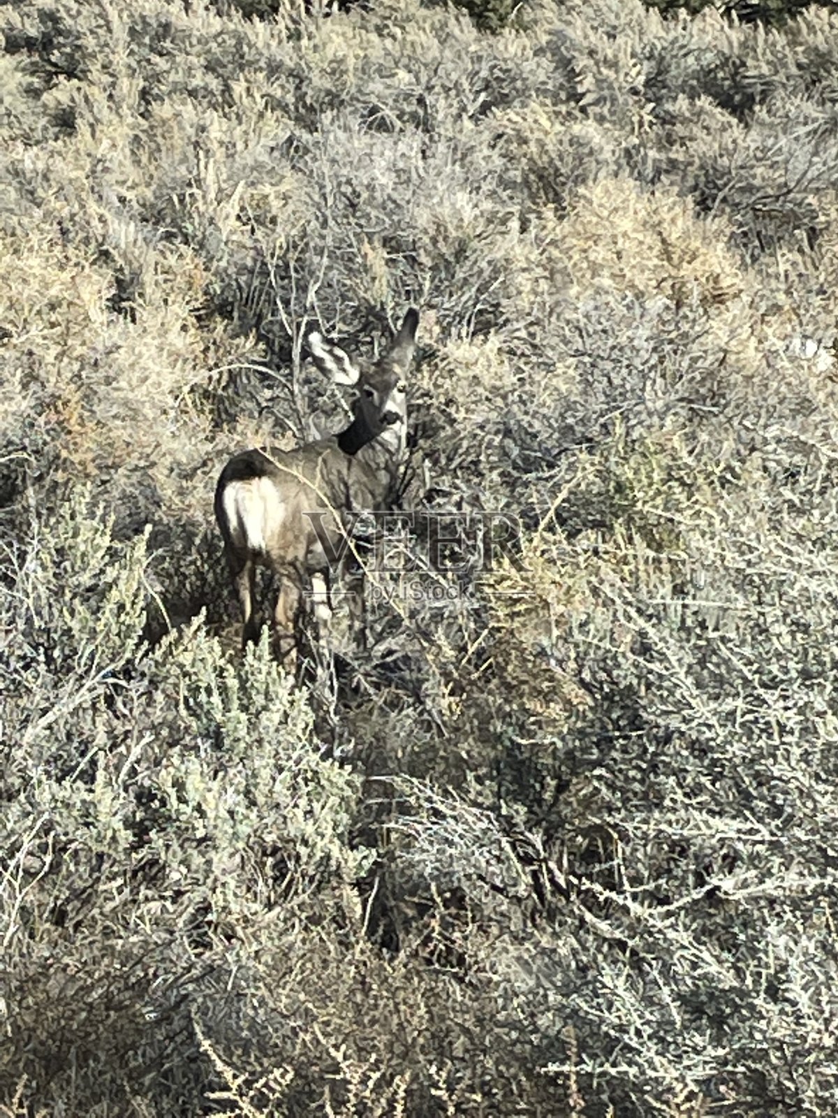 鹿……哦,鹿照片摄影图片