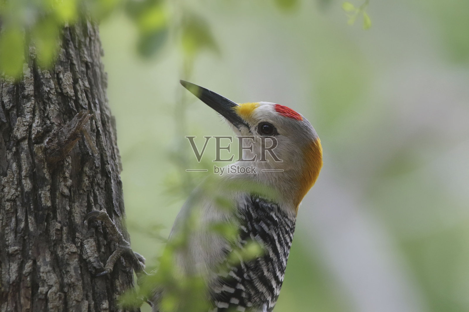 金喙啄木鸟(雄性)照片摄影图片