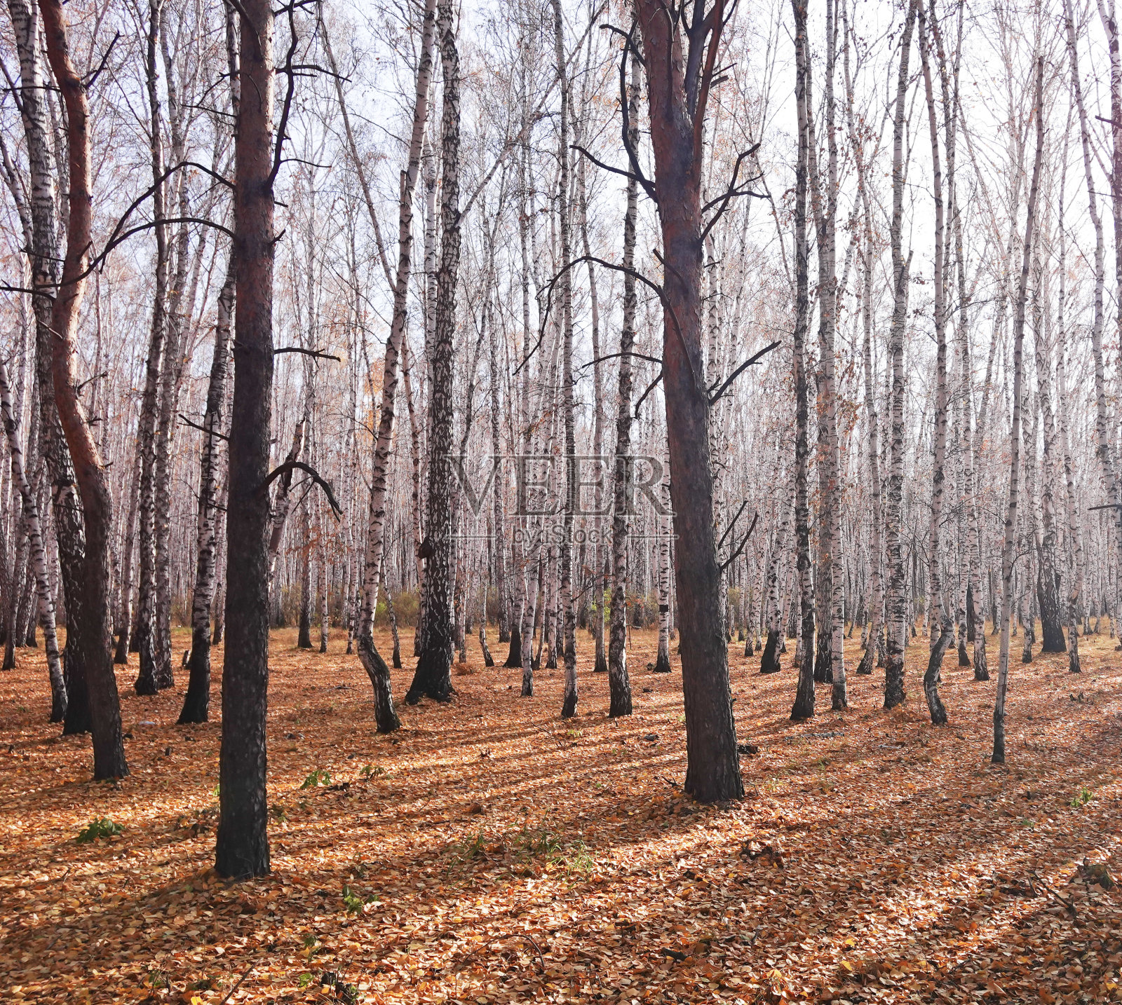 美丽的森林照片摄影图片