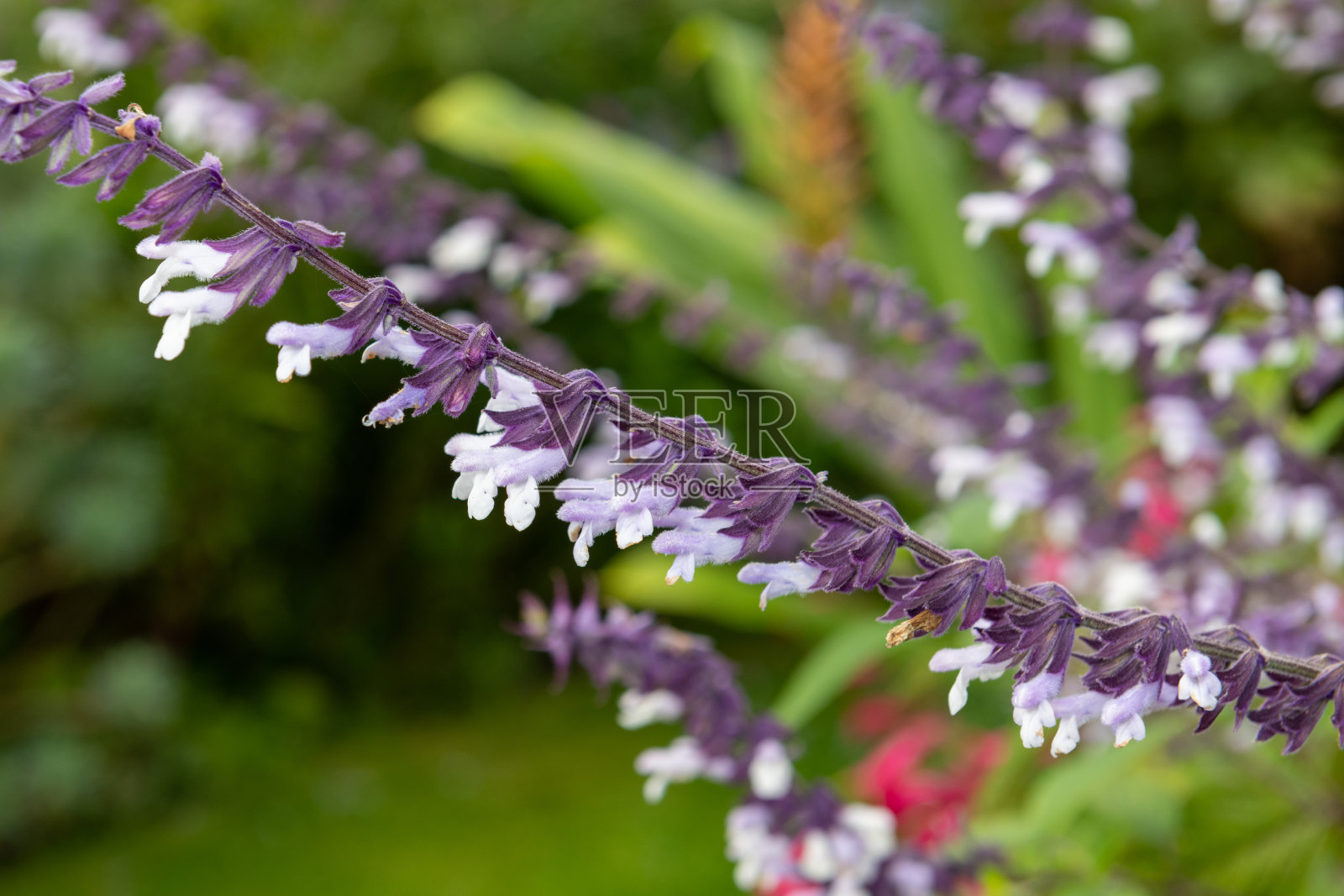 韦弗利鼠尾草花照片摄影图片