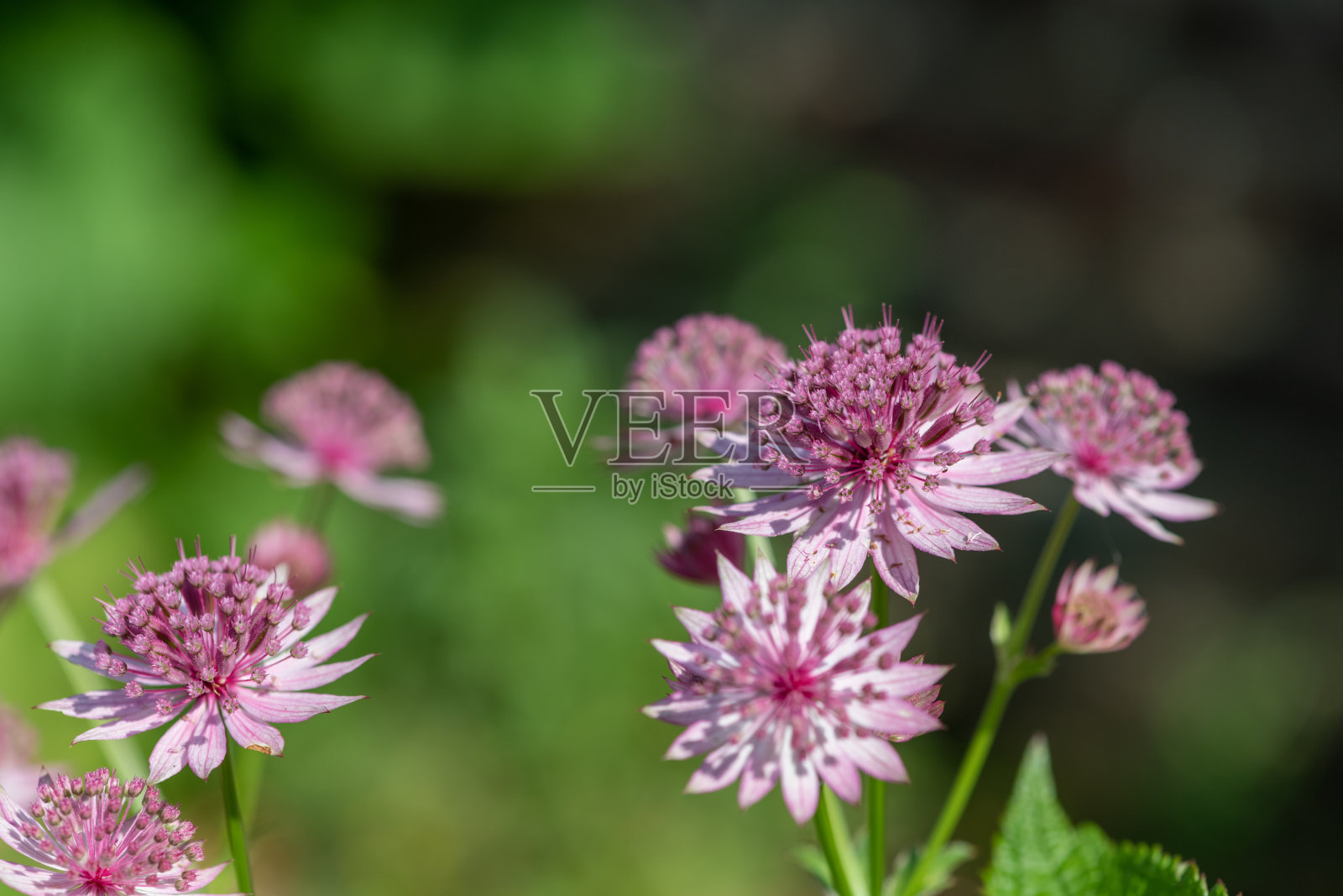 Astrantia主要花照片摄影图片