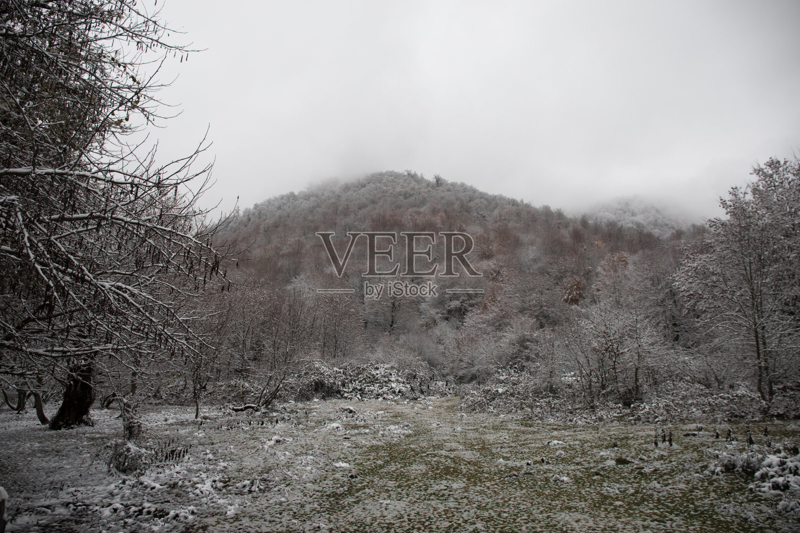 山上的冬树被新雪覆盖。美丽的风景，树枝被雪覆盖。高加索的山路。阿塞拜疆照片摄影图片