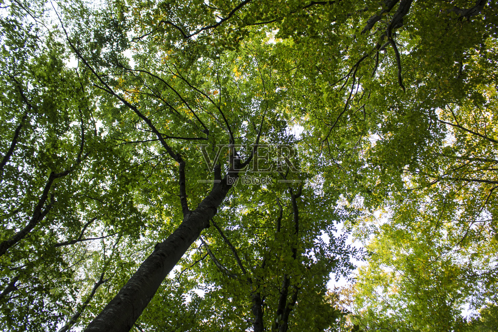 伊斯坦布尔贝尔格莱德森林-树木，鲜花和蘑菇照片摄影图片