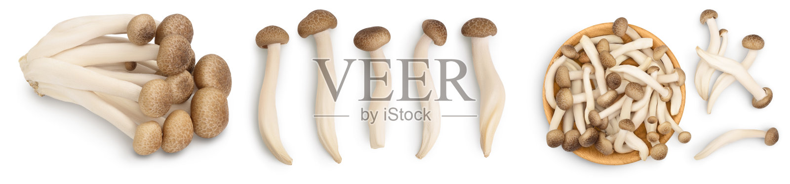 棕色山毛榉蘑菇或石门蘑菇孤立的白色背景。设置或集合照片摄影图片