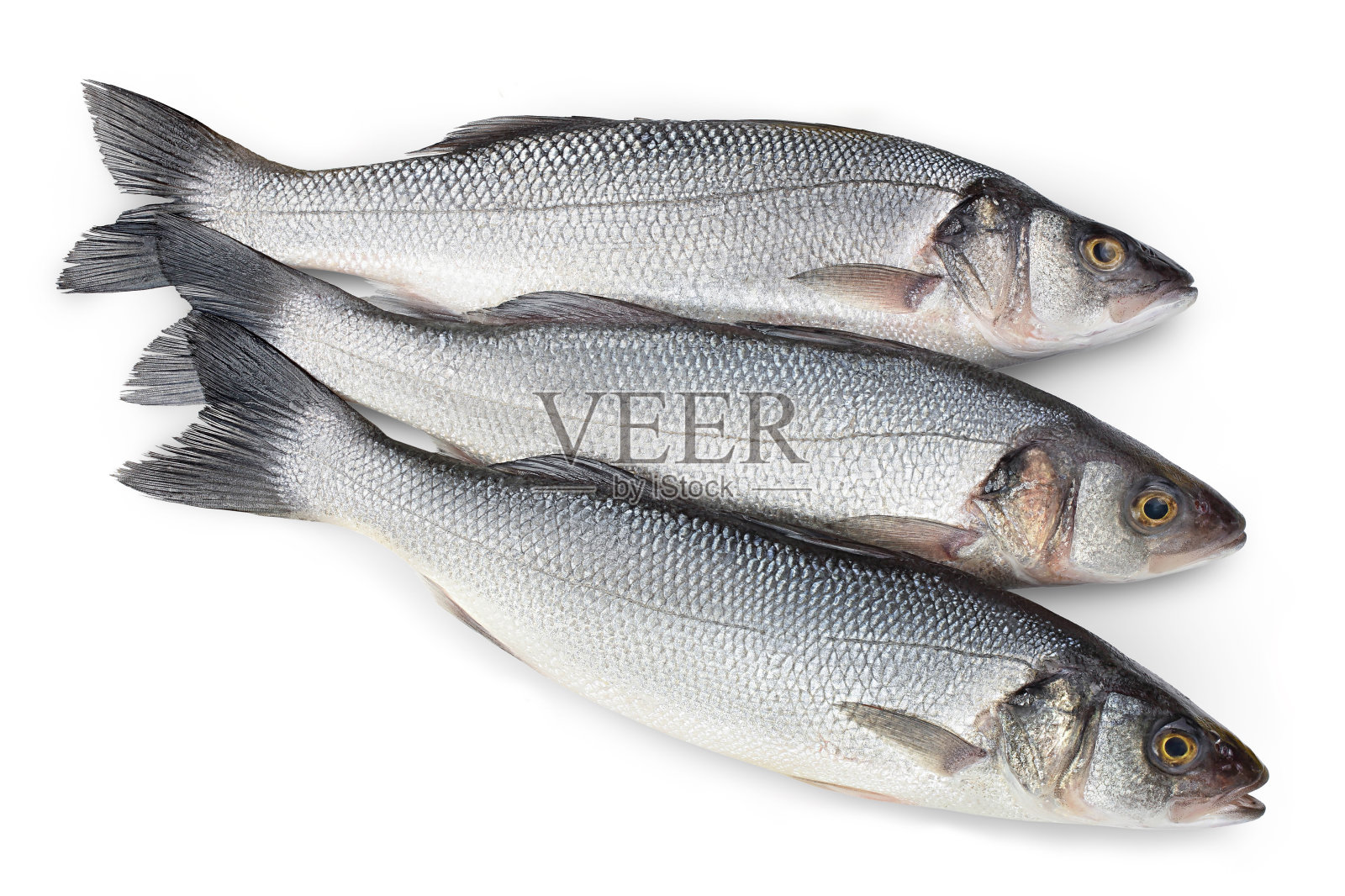 海鲈鱼菲奇孤立的白色背景与剪辑路径。前视图。平躺照片摄影图片